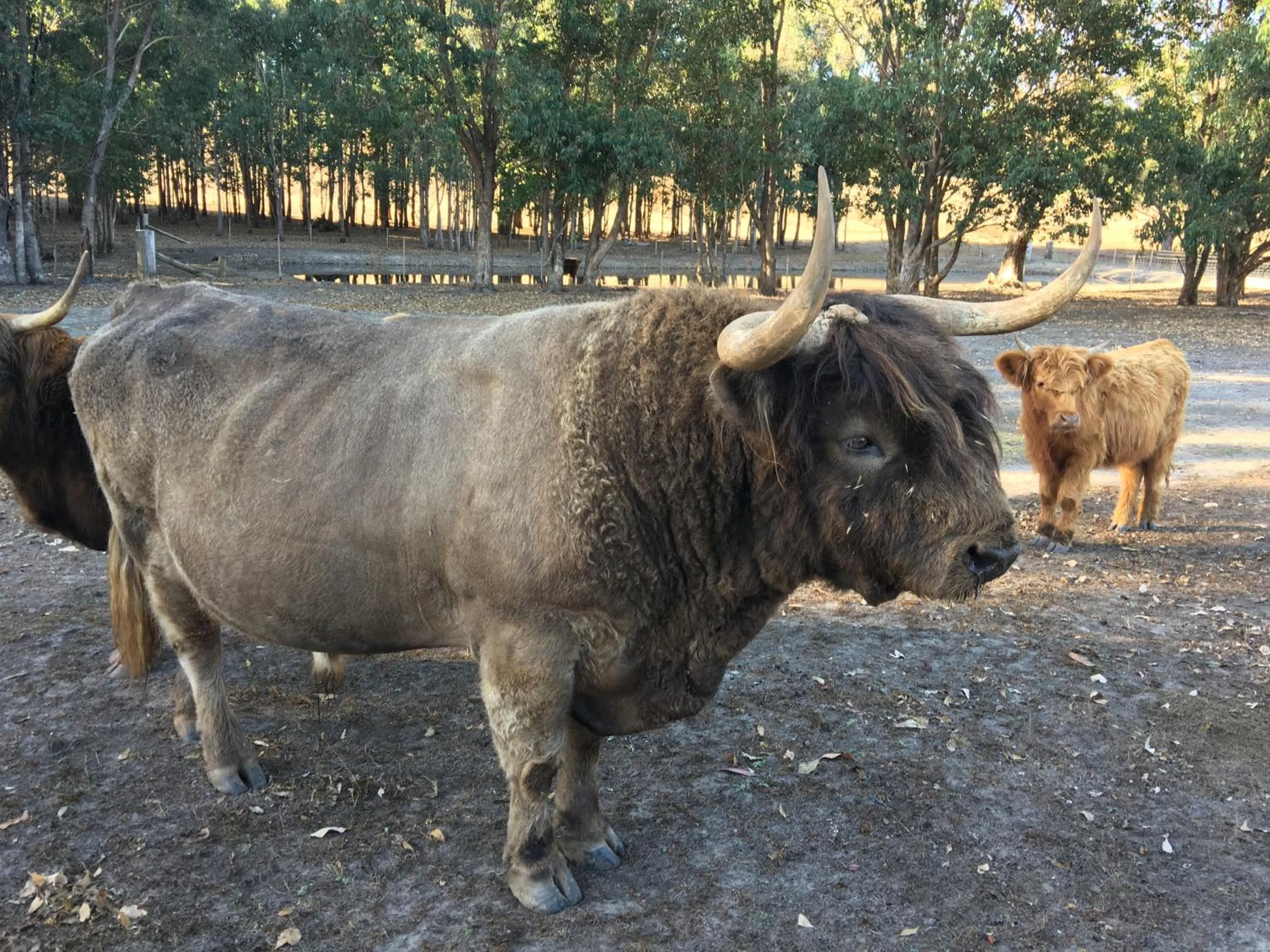 Pets in Jarrah Glen Cabins