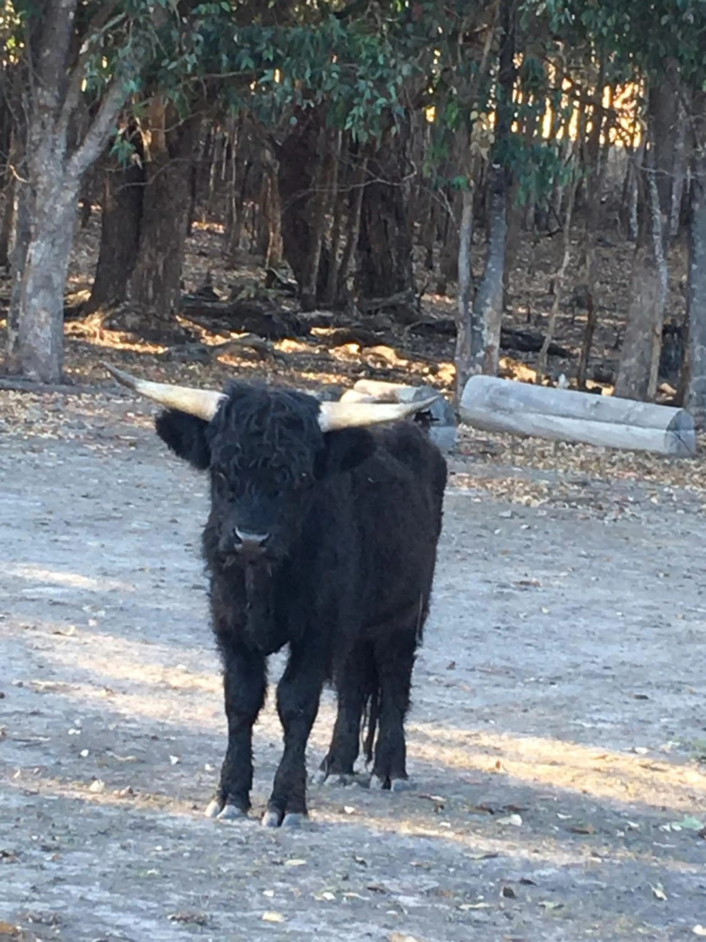 Animals in Jarrah Glen Cabins