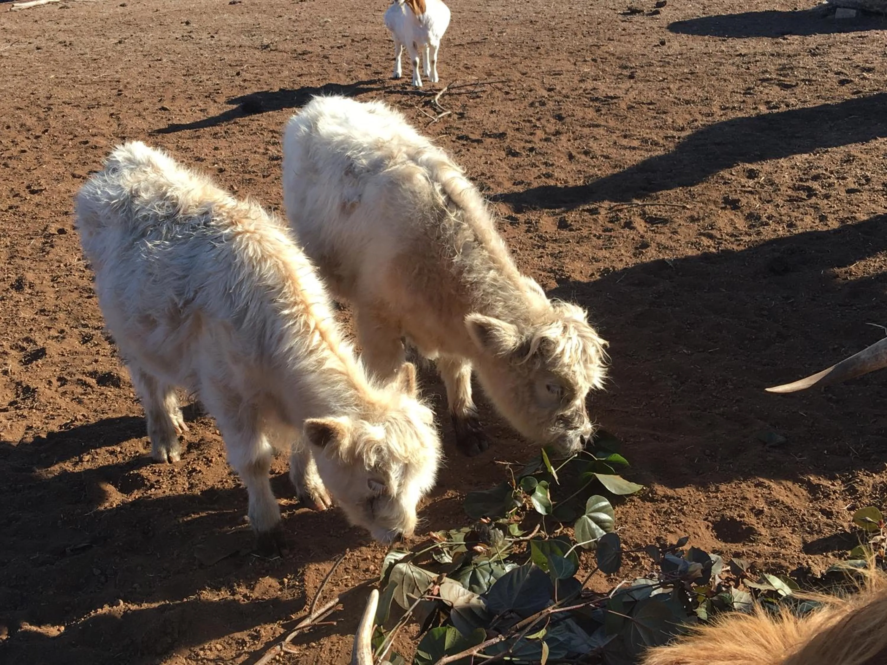 Animals in Jarrah Glen Cabins