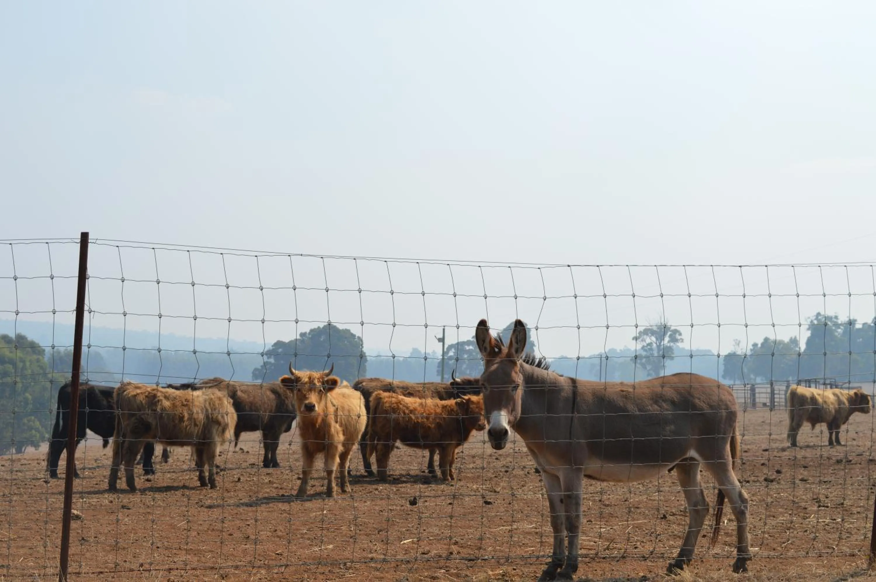 Pets in Jarrah Glen Cabins