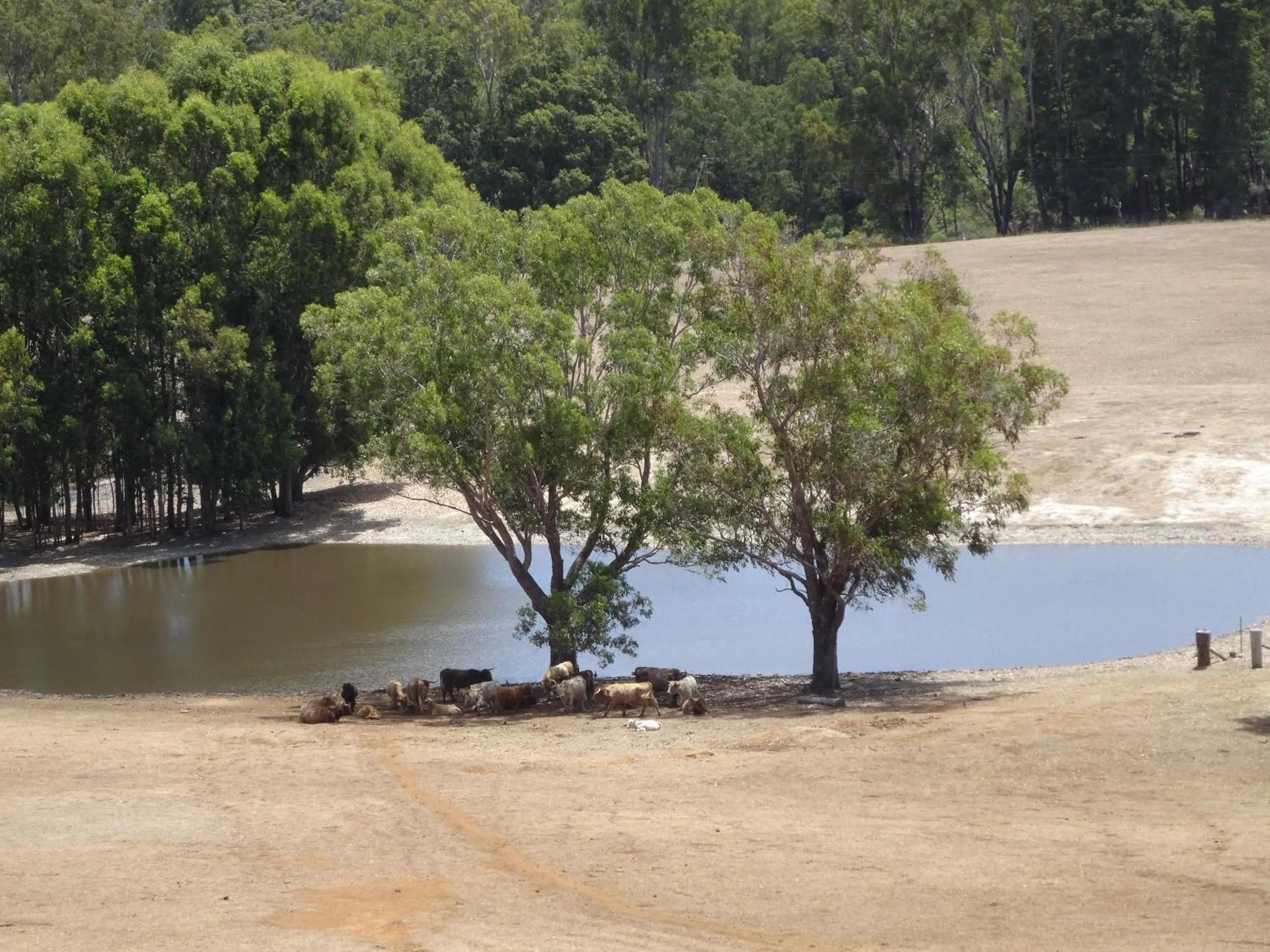 View (from property/room) in Jarrah Glen Cabins