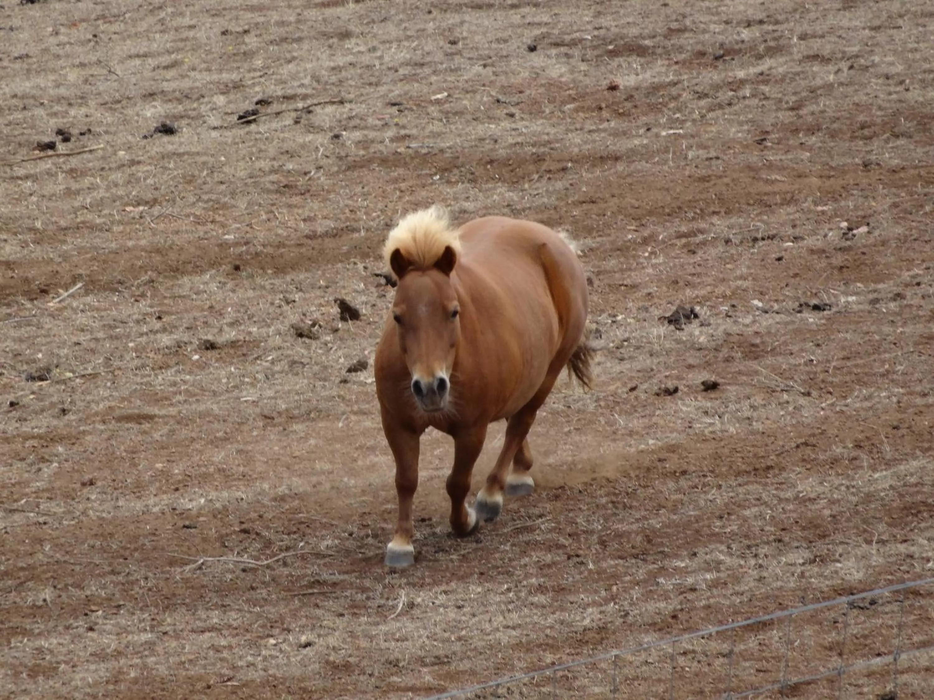 Pets in Jarrah Glen Cabins