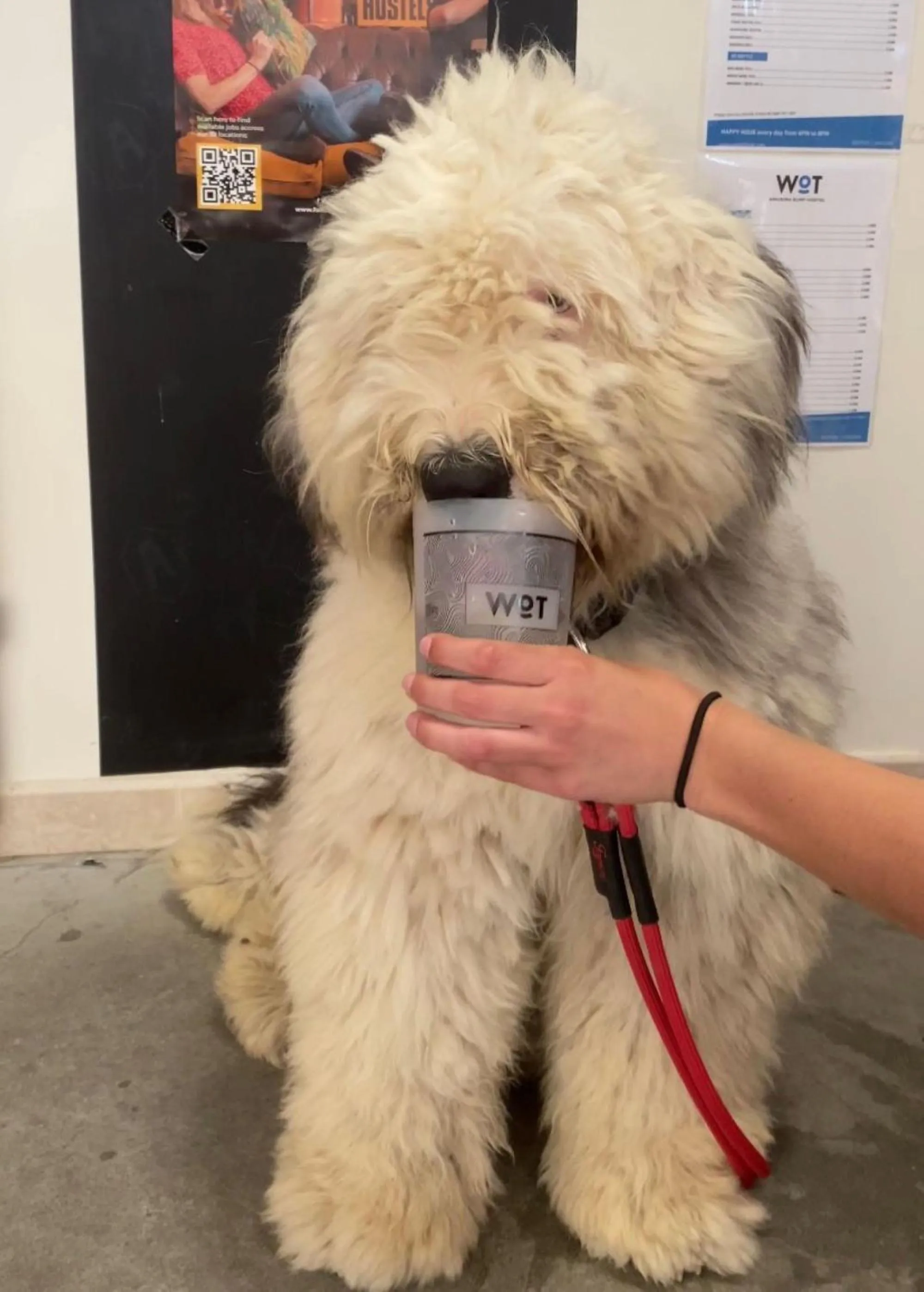 Animals in WOT Nomad Social