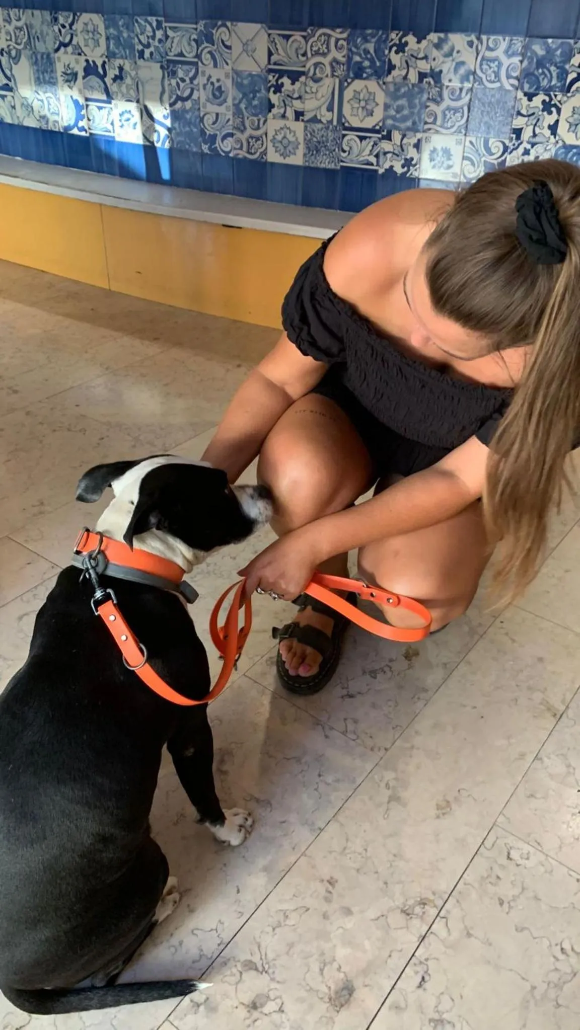 Animals in WOT Nomad Social