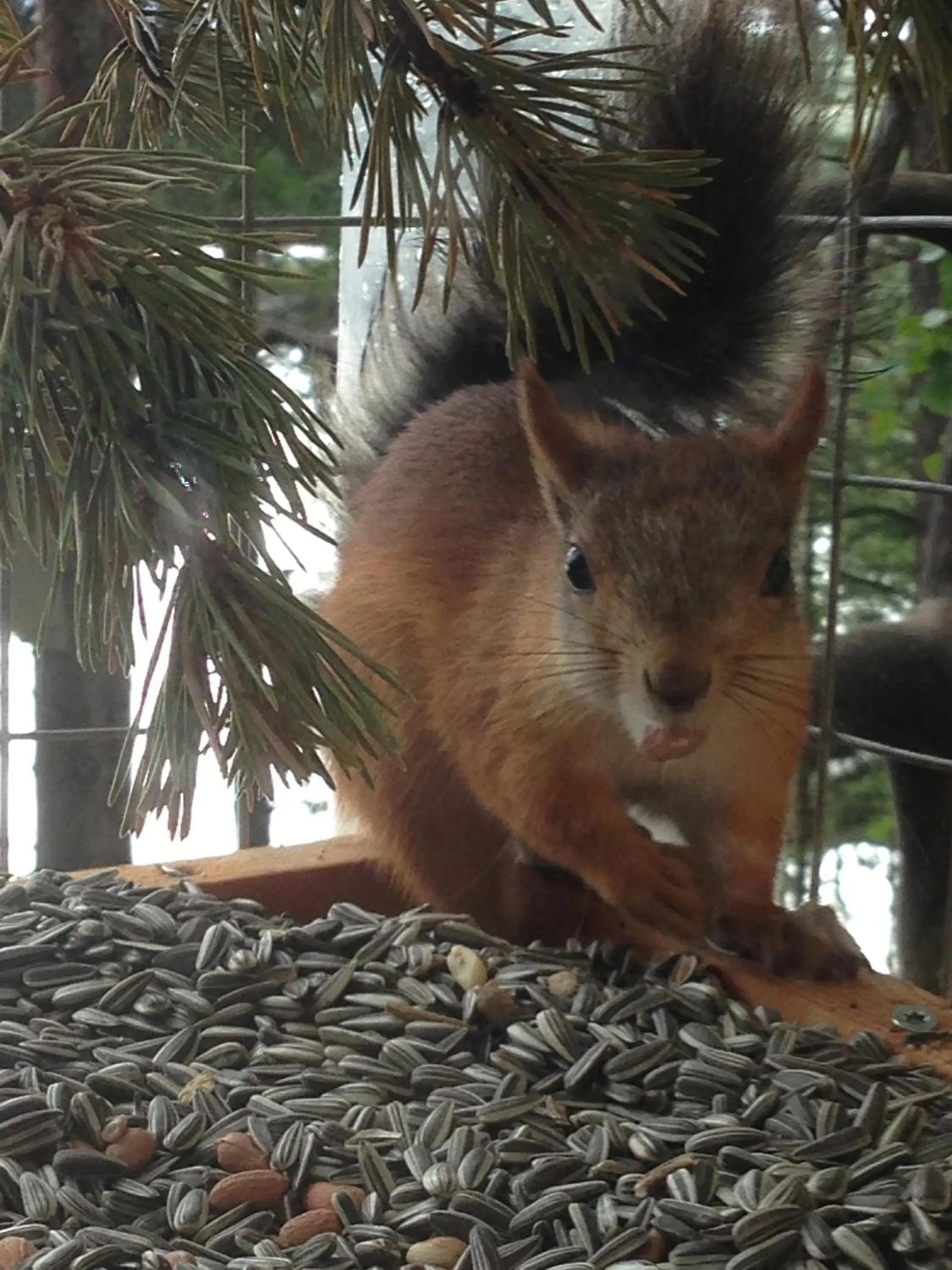 Other in BIRK bed & birds