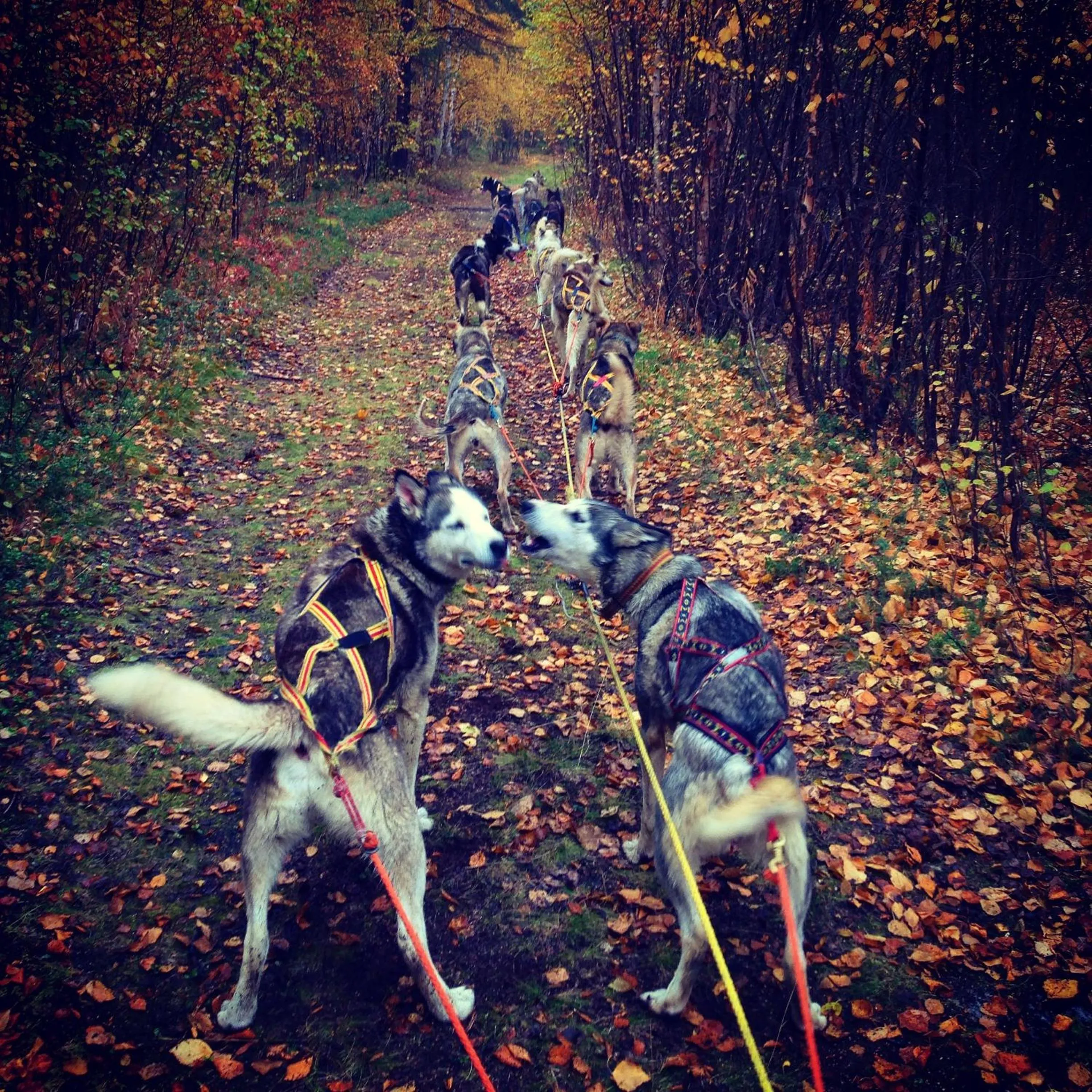 Off site in BIRK bed & birds