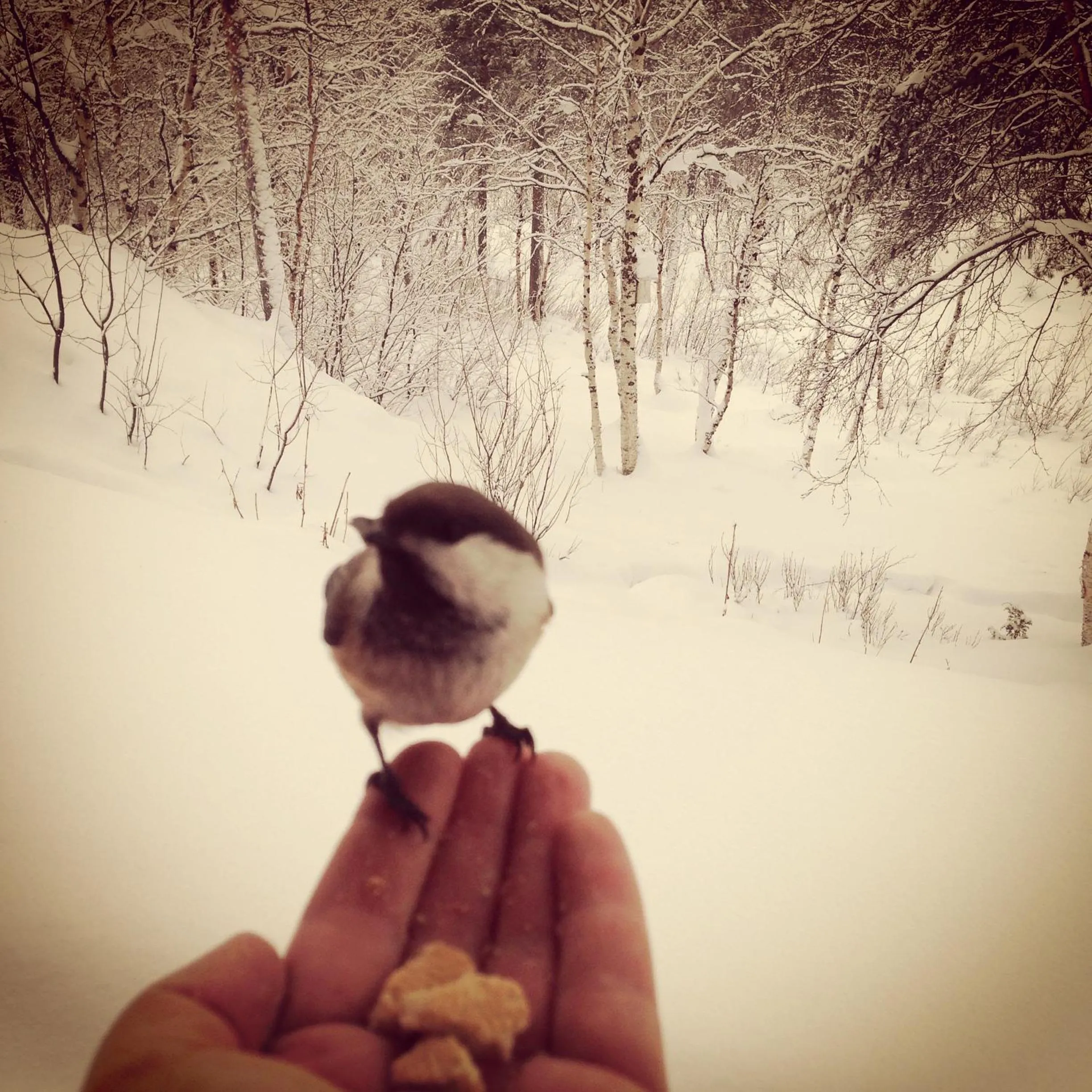 Animals in BIRK bed & birds