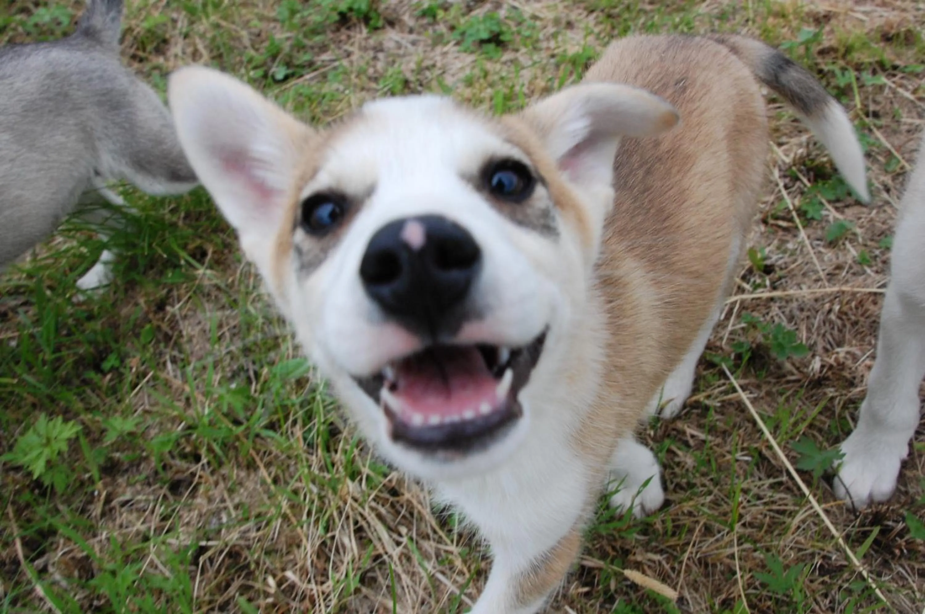 Animals in BIRK bed & birds