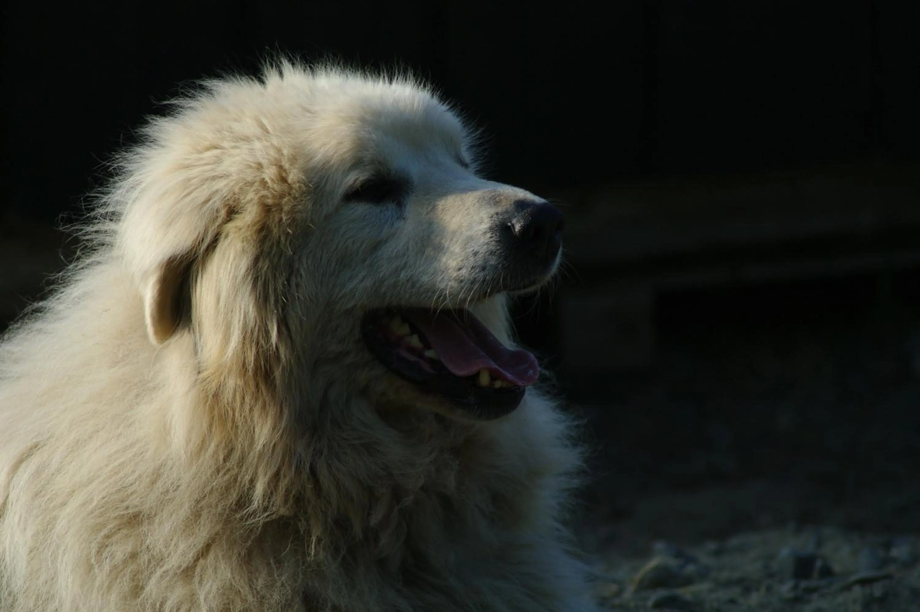 Animals in BIRK bed & birds