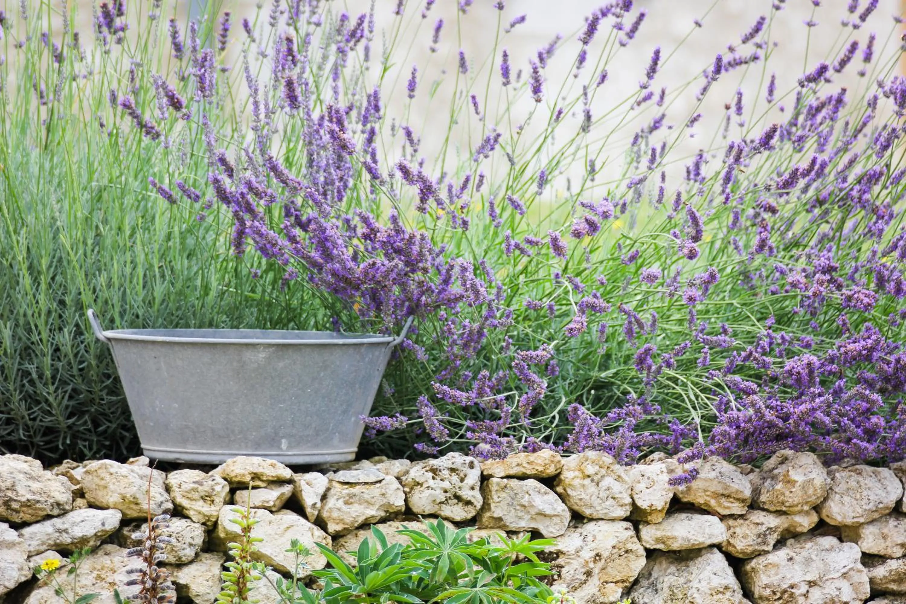Area and facilities in Chambres d'hôtes Domaine de Nazère