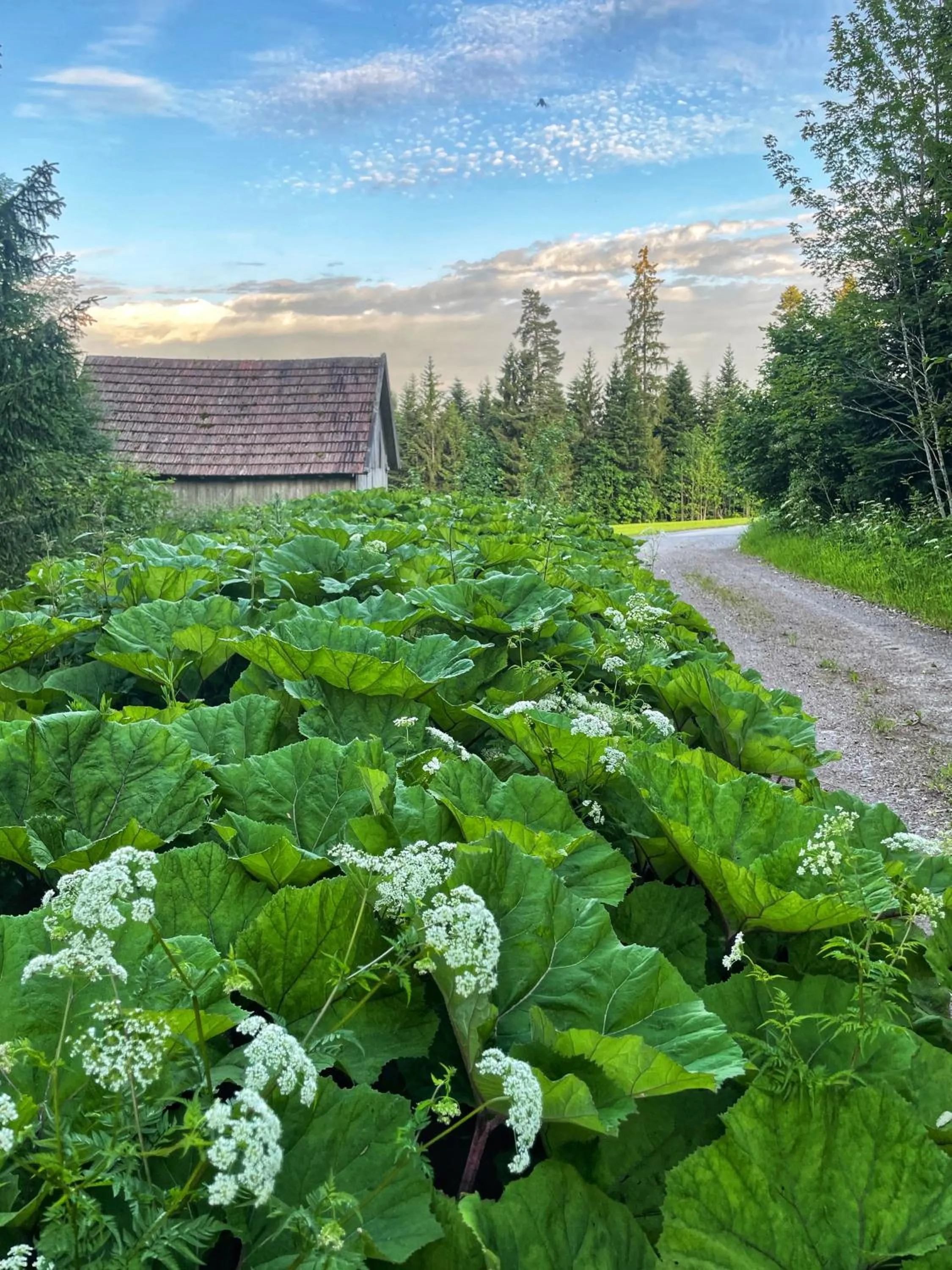 Natural landscape in Hotel Krone Igelsberg