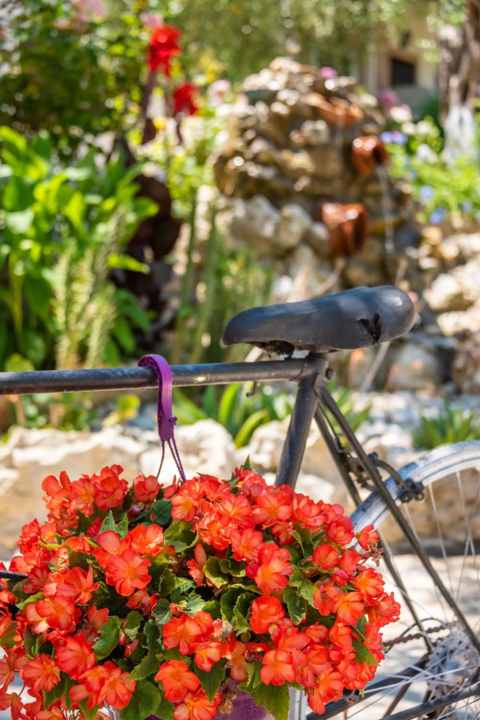 Garden in Anneta Studios
