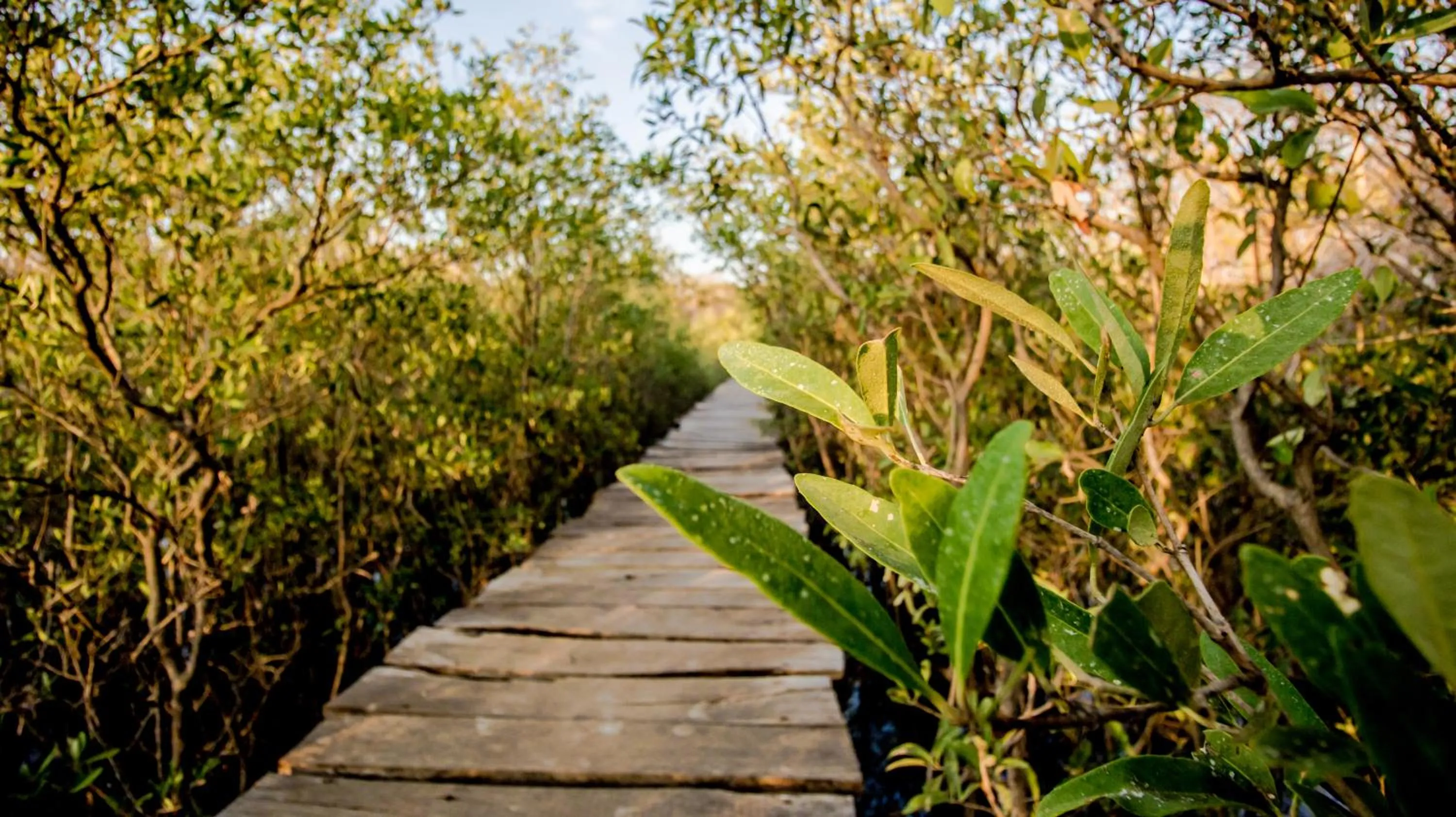 Natural landscape in Cabinas Las Olas