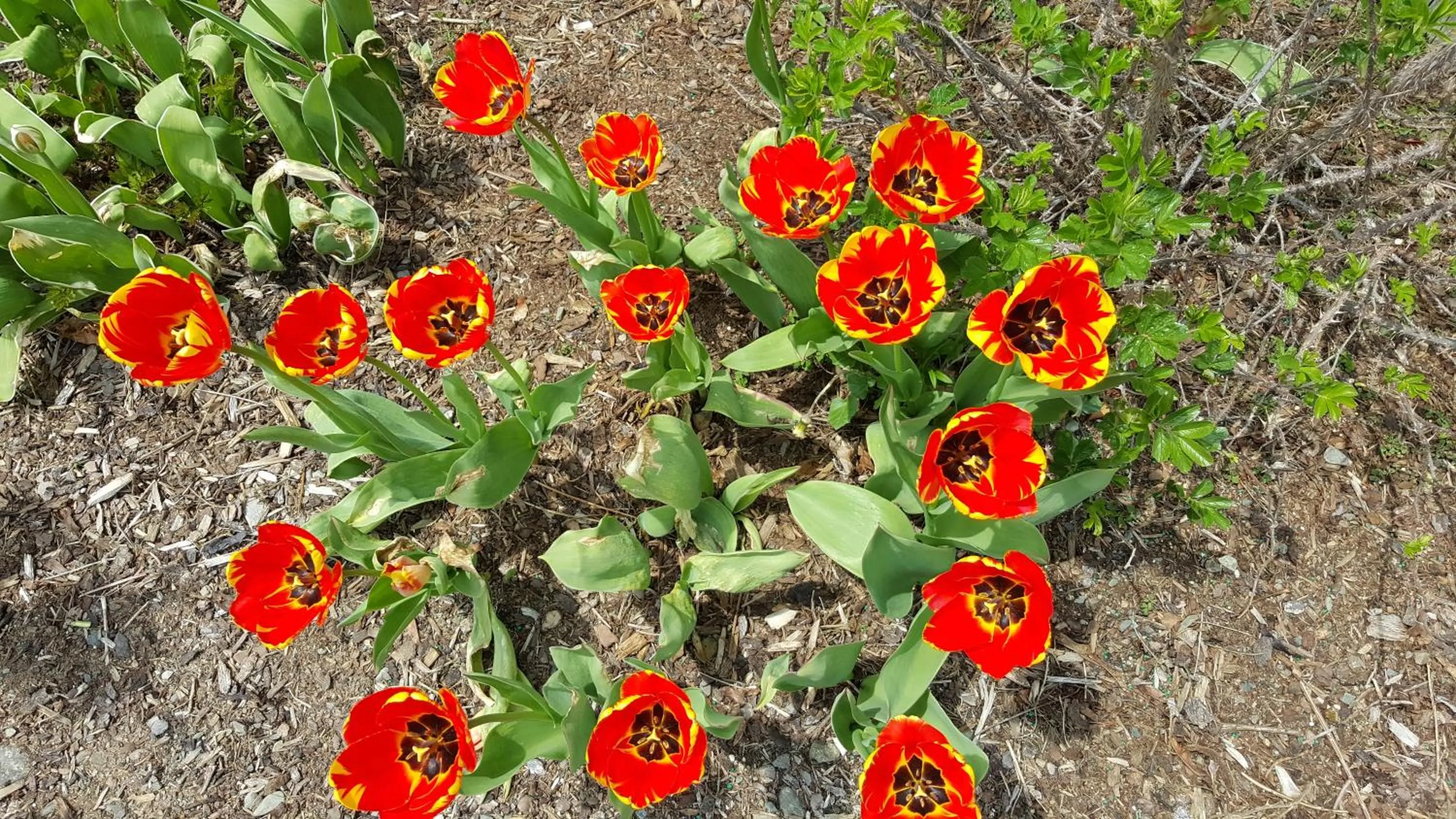 Garden in Granite Town Hotel