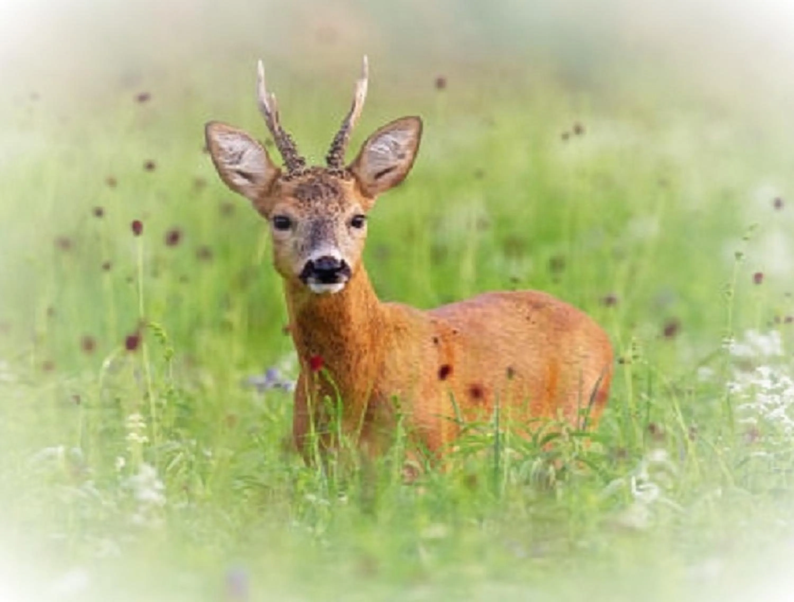 Domaine de Gaïa, Piscine, Pétanque, Ping Pong, proche Saint-Emilion