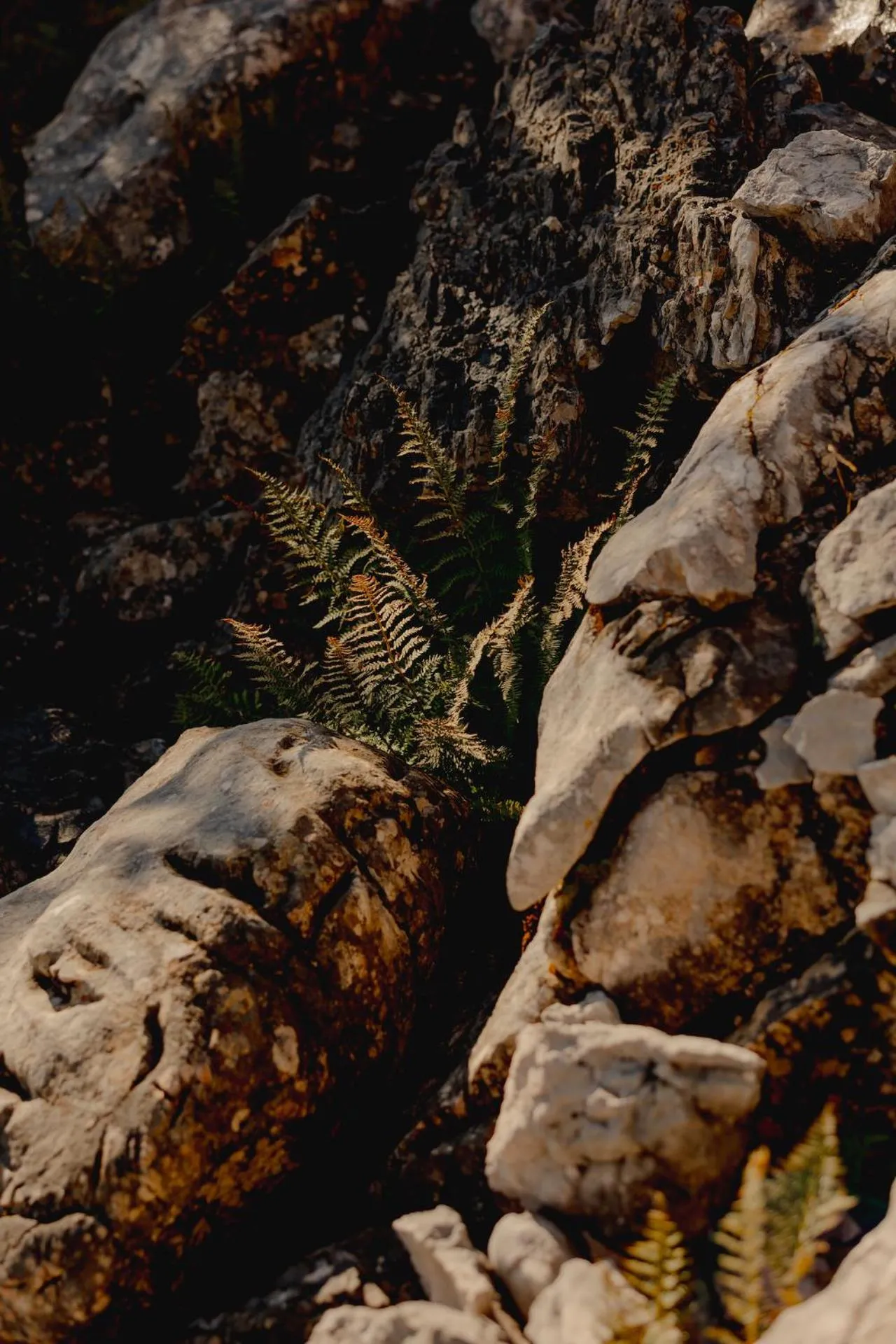 Gjaid-Alm 1739m am Dachstein-Only Accessible by Cable Car