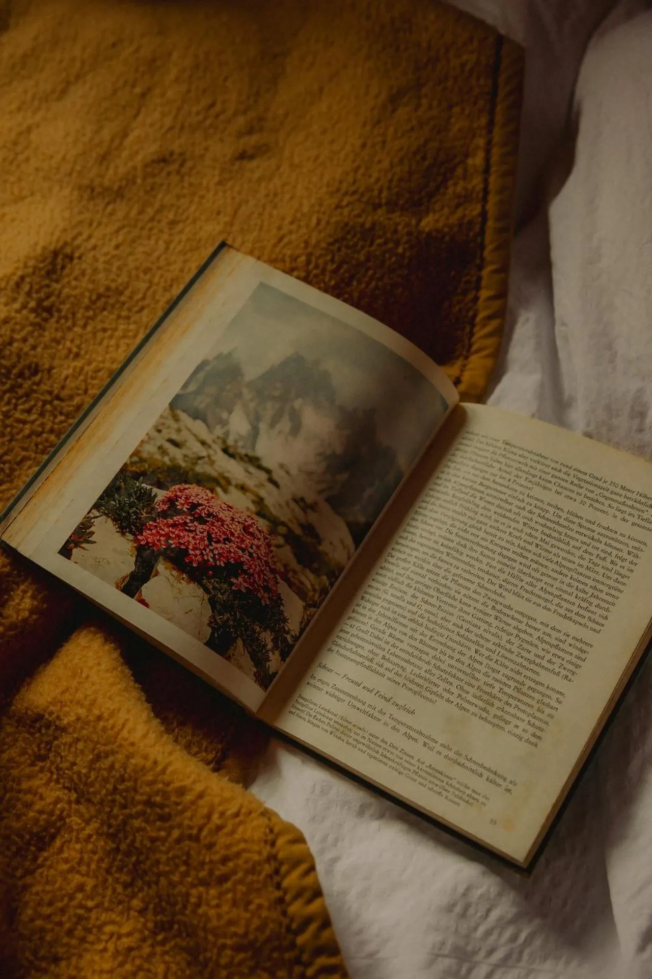 Gjaid-Alm 1739m am Dachstein-Only Accessible by Cable Car