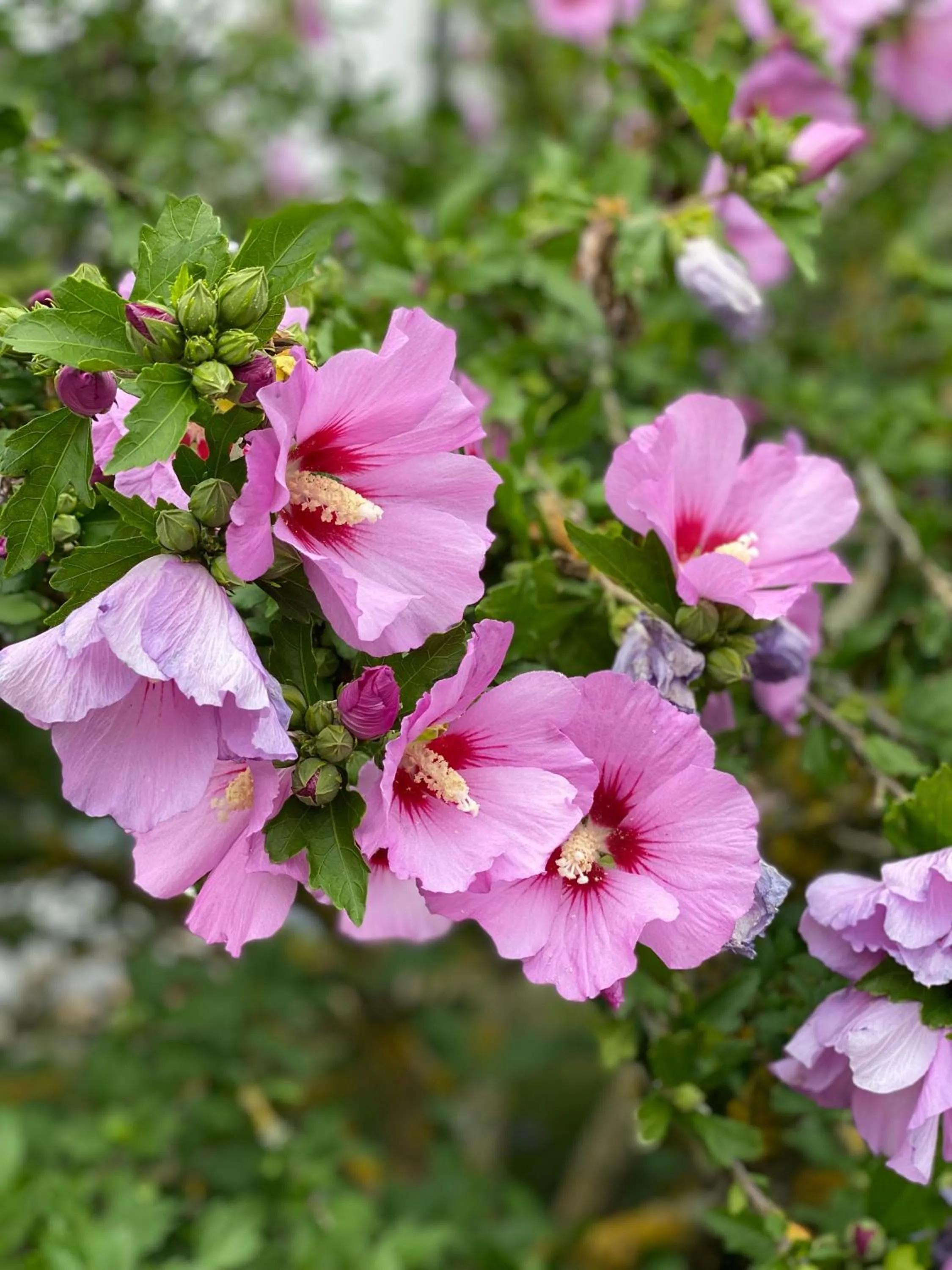 Natural landscape in Hotel am Müritz-Nationalpark