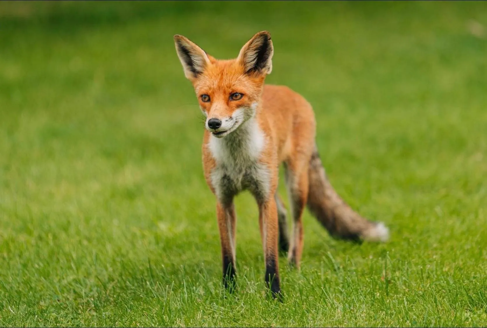 Pets in Hotel am Müritz-Nationalpark