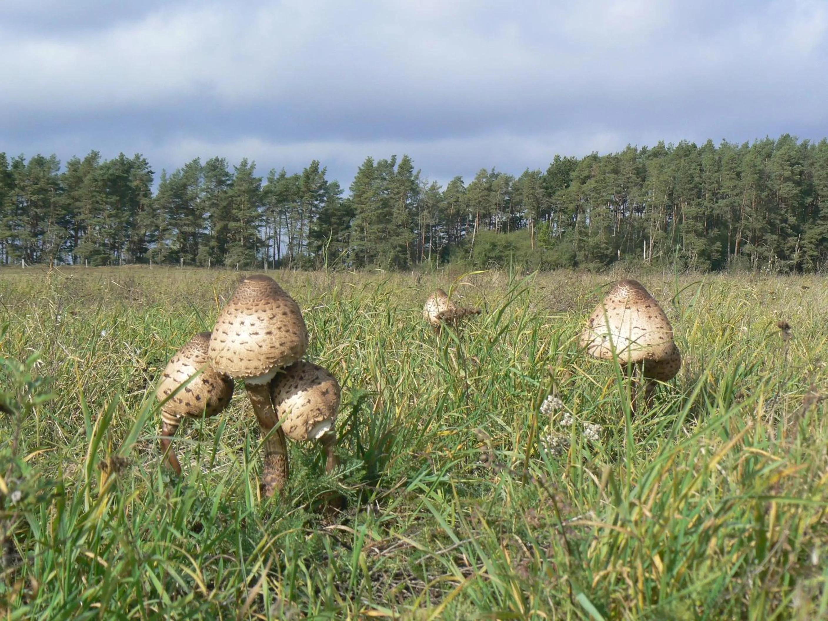 Natural landscape in Hotel am Müritz-Nationalpark