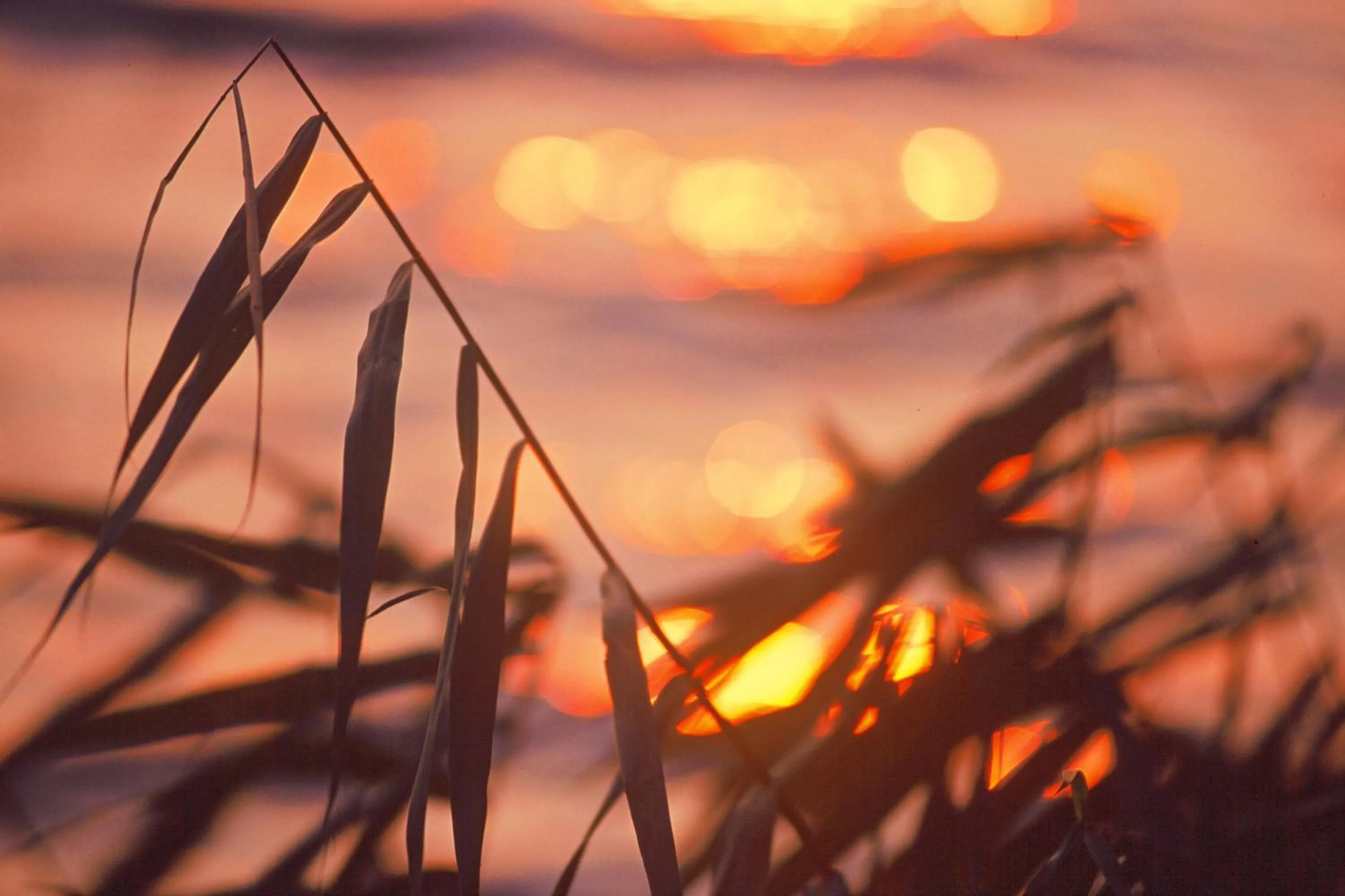 Windsurfing in Hotel am Müritz-Nationalpark