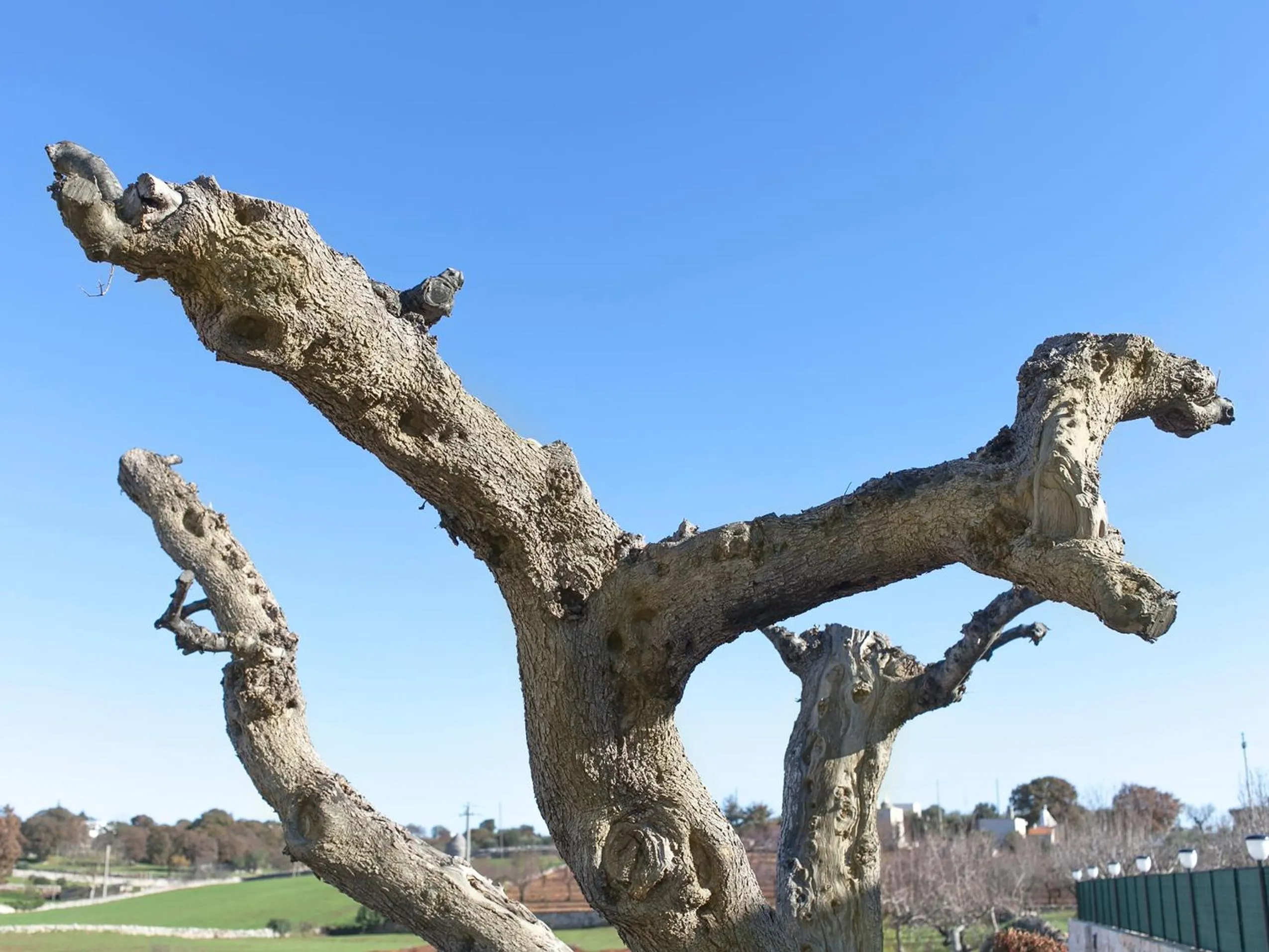 Other in Coppola di Seta