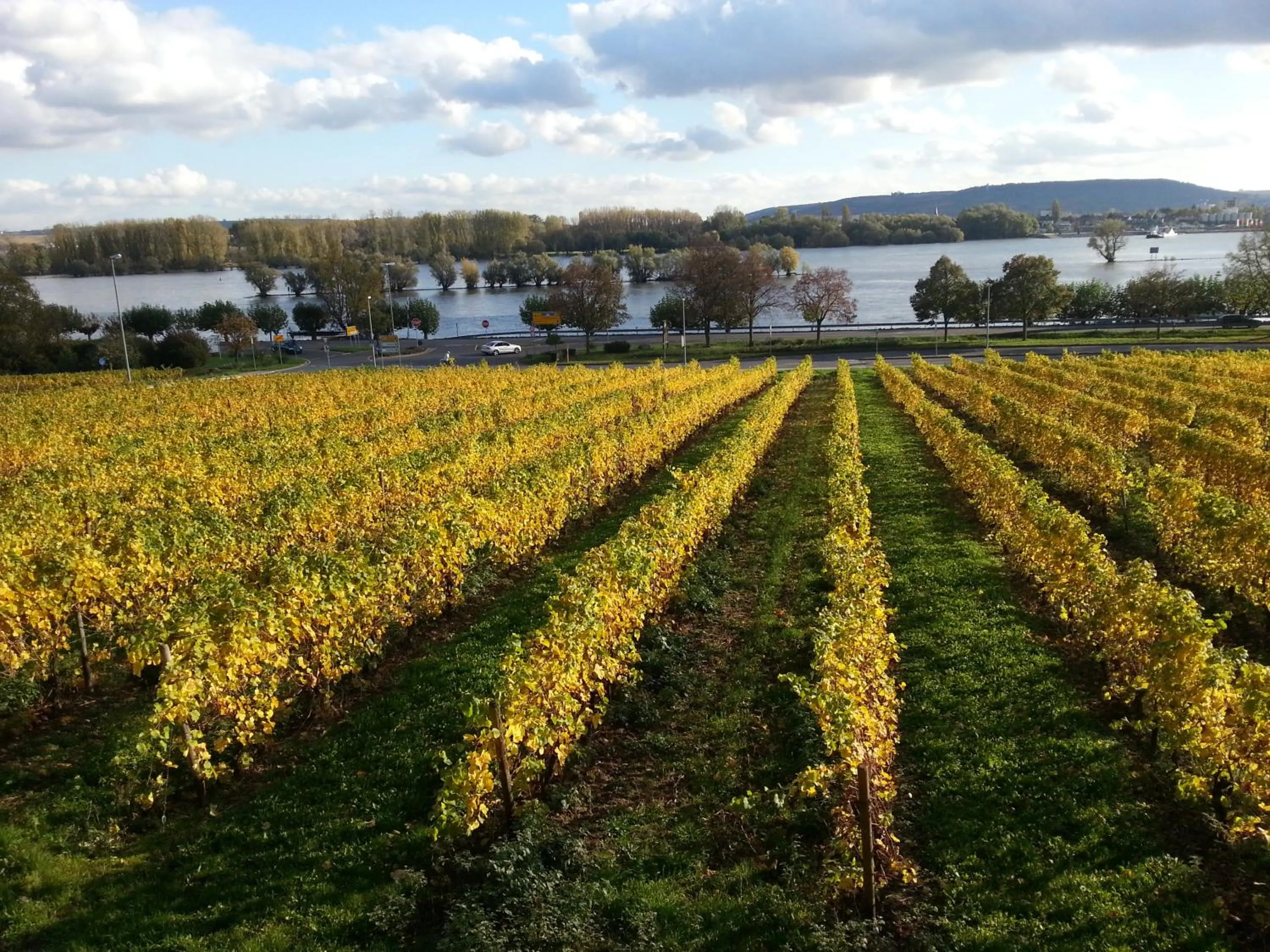Natural landscape in RUTHMANN-Rheinblick GARNI