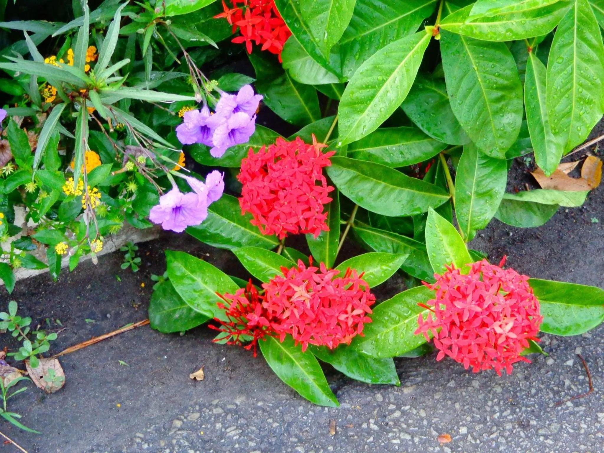 Garden in Kaskazi Beach Resort