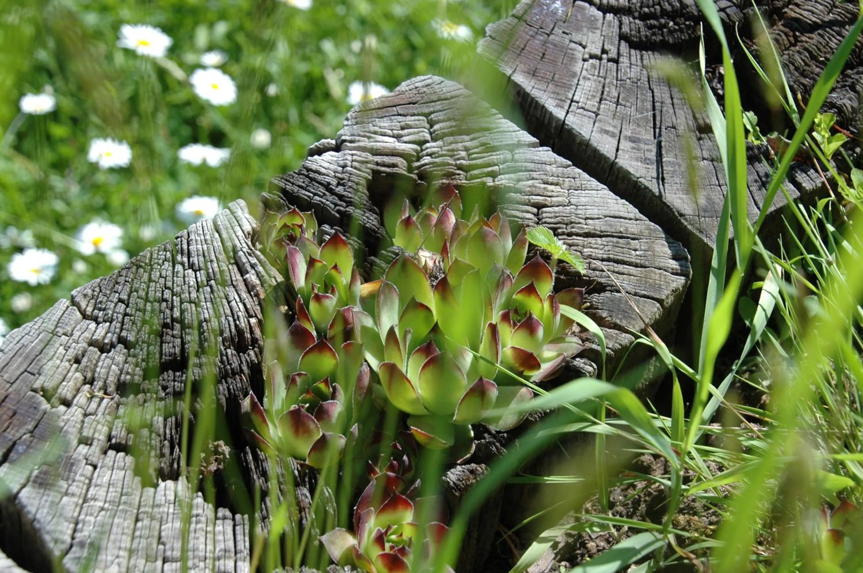 Garden in Pension Haus Diefenbach