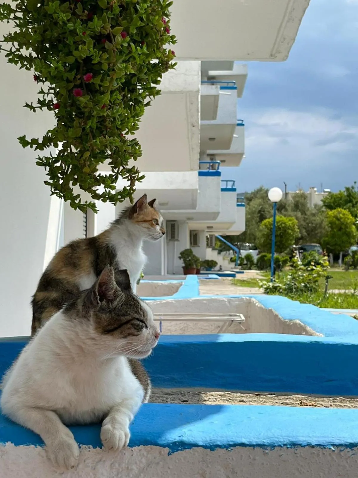 Garden in Kosinmyheart Apartment 11 & Studio10