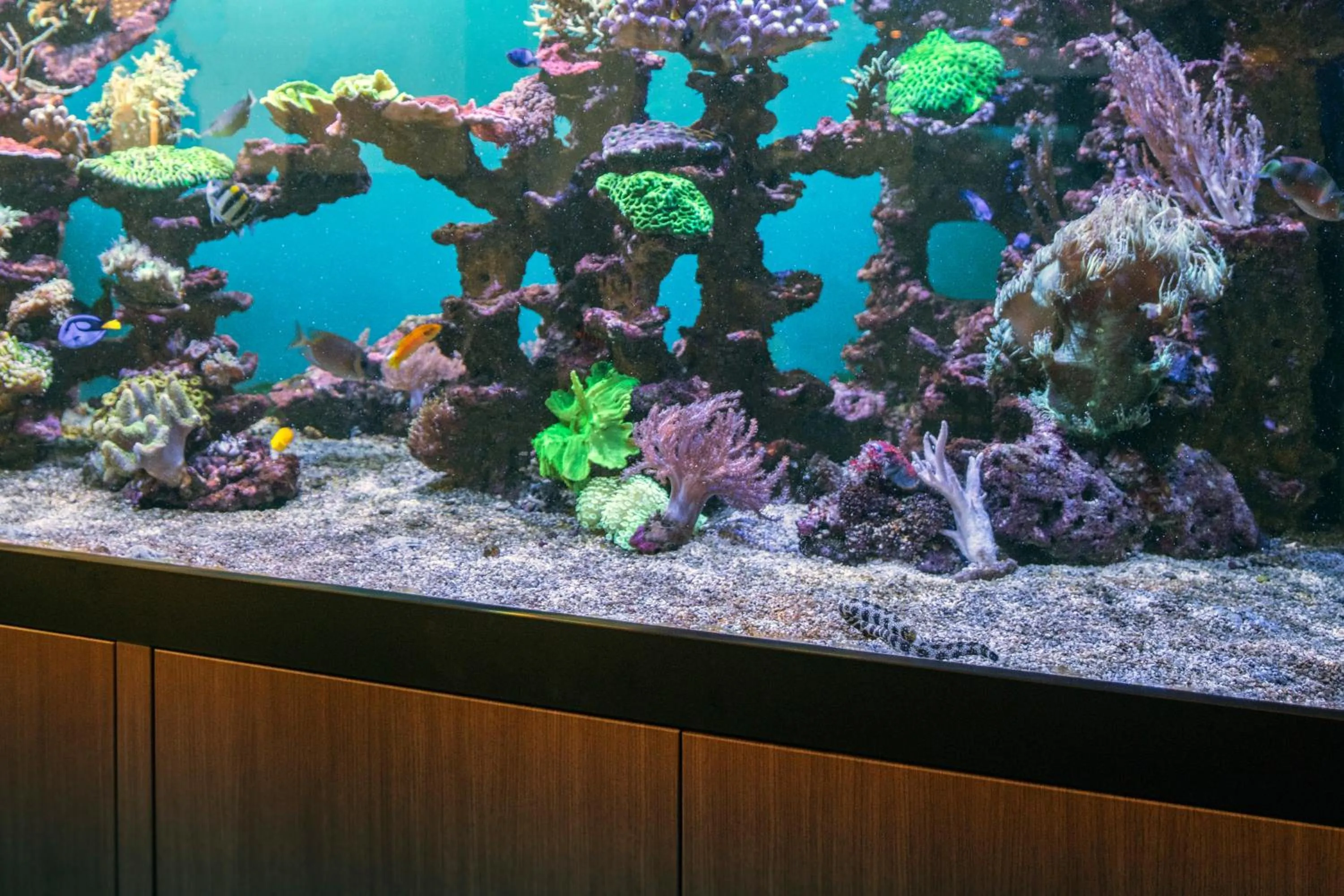 Lobby or reception in Hôtel Pax