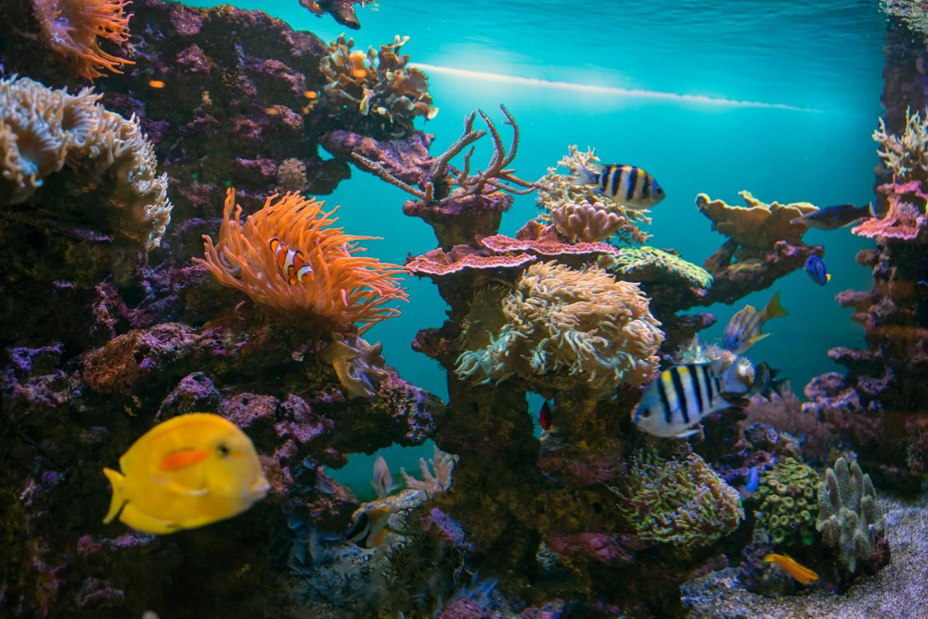 Lobby or reception in Hôtel Pax