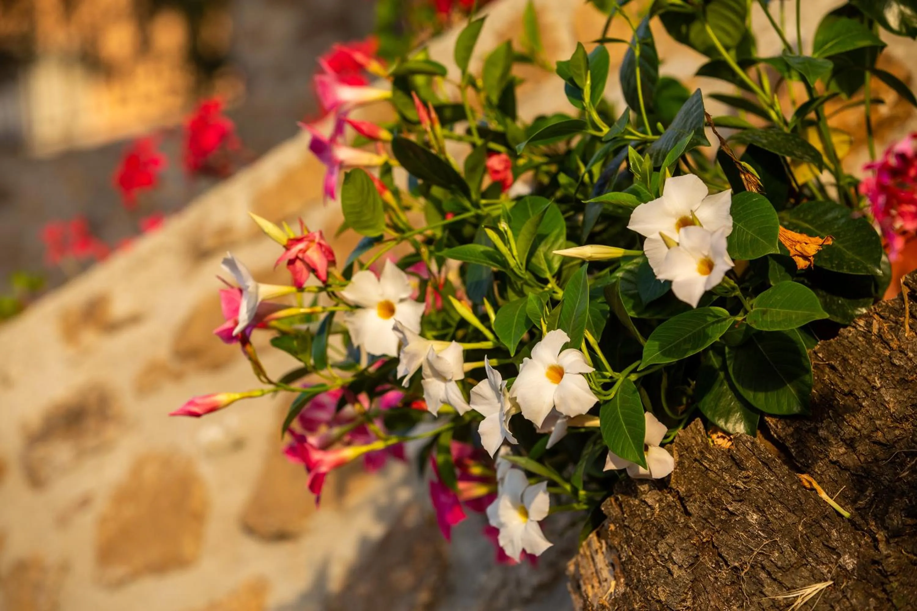 Garden in Residence Mersa