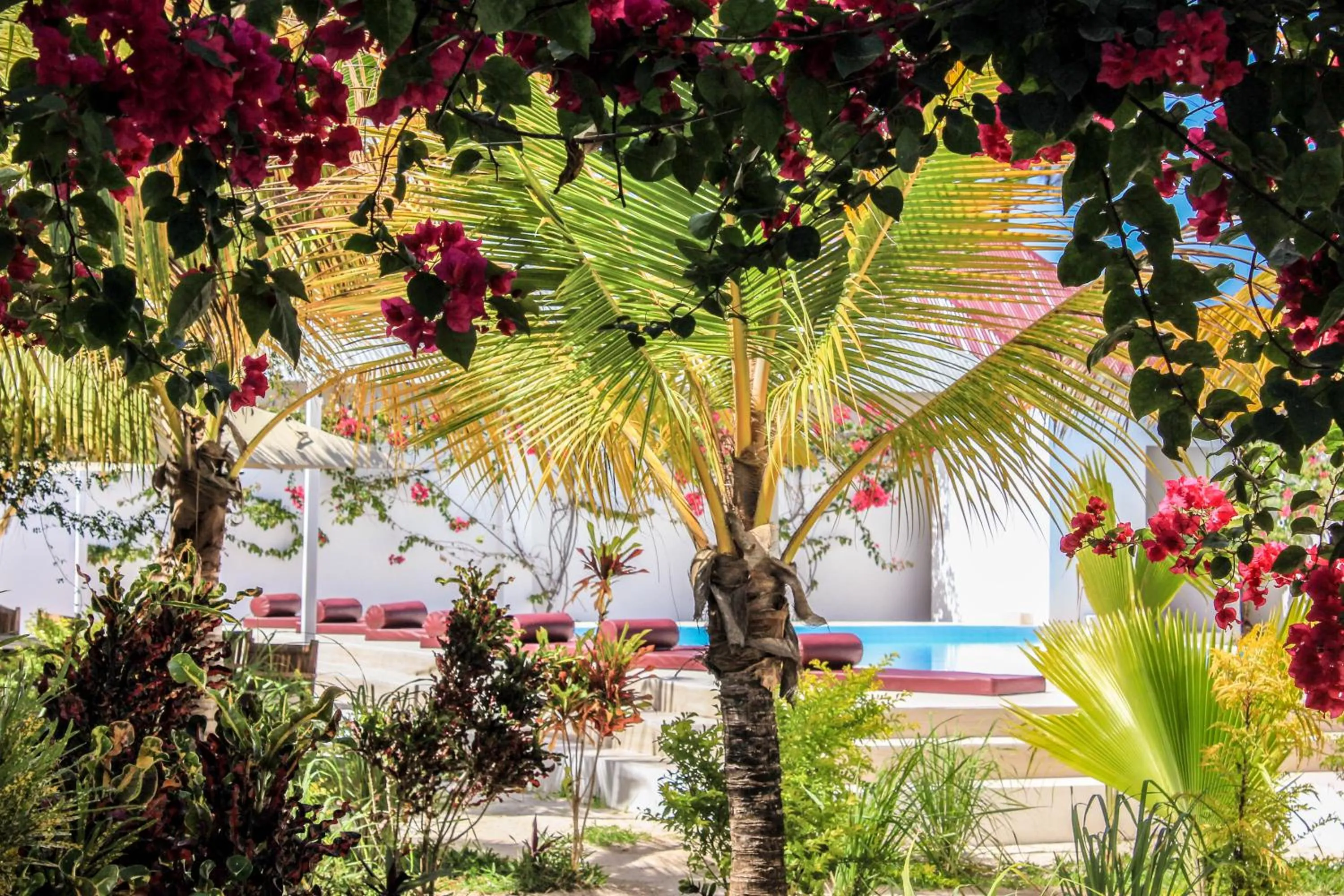 Garden in Paje White House