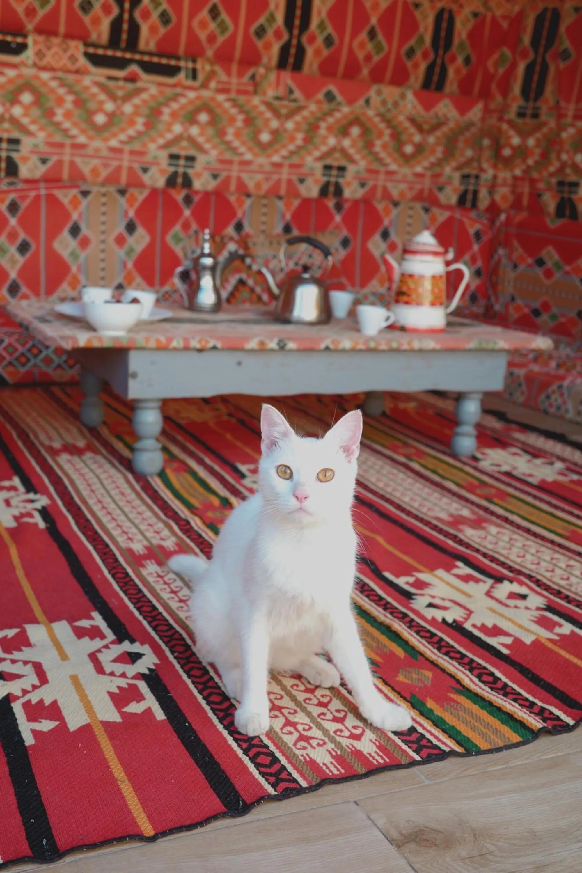 Pets in Elite Residence Dahab