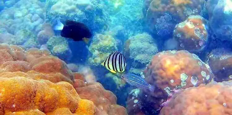 Snorkeling in Try Palace Resort Sihanoukville