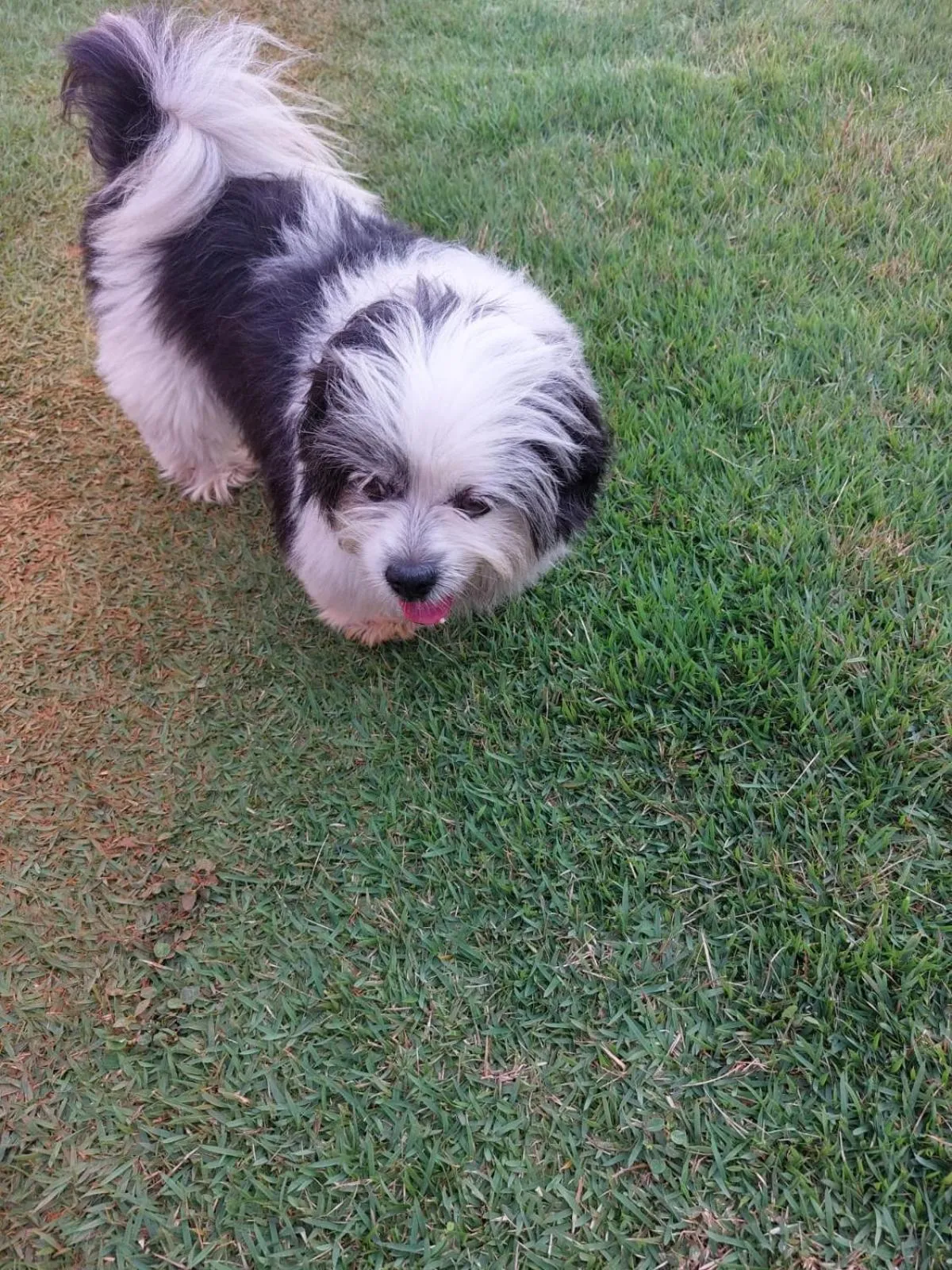 Pets in Pousada Canto dos Passaros