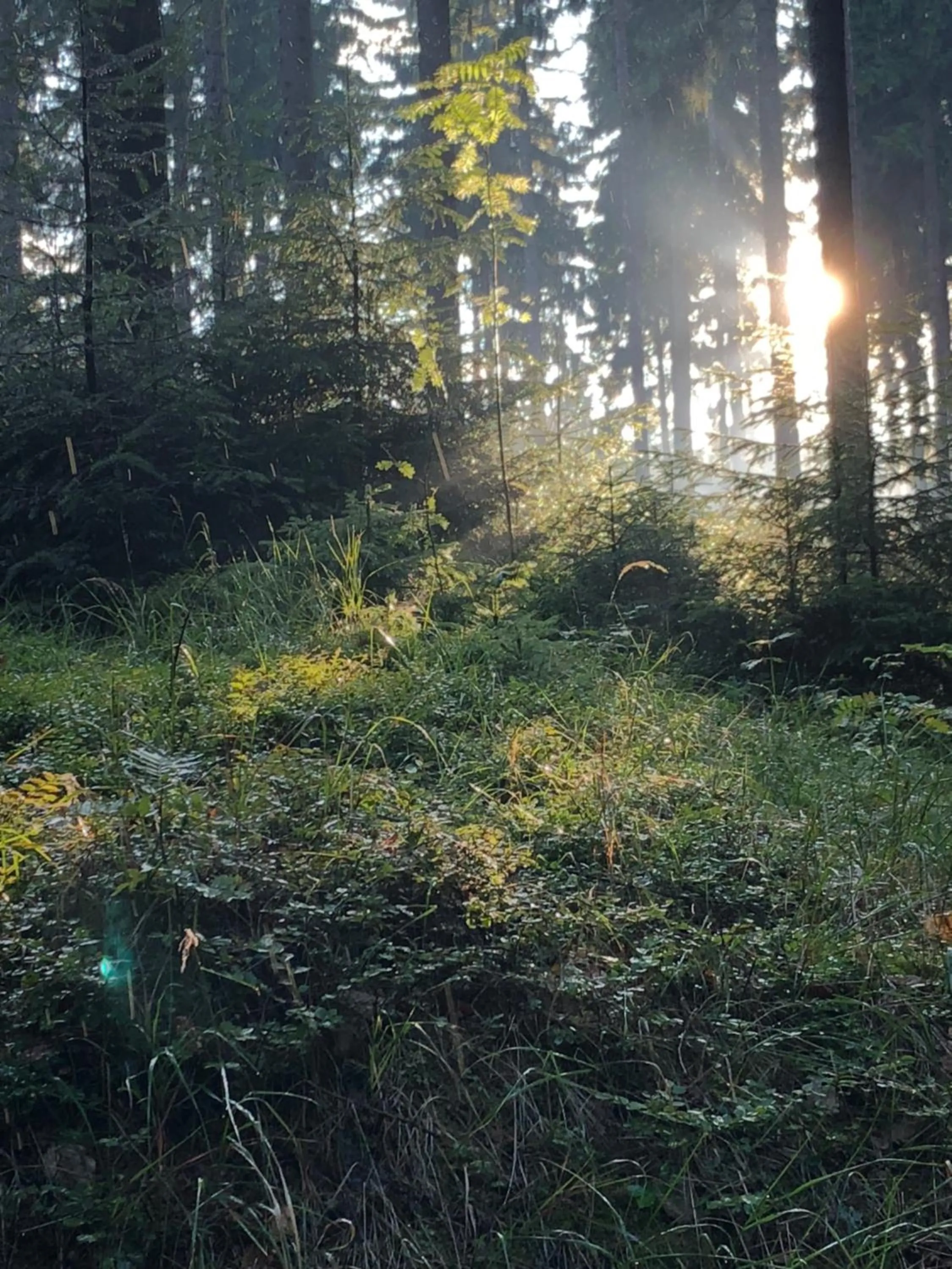Berghotel Friedrichshöhe - Sauna, Pool & Natur