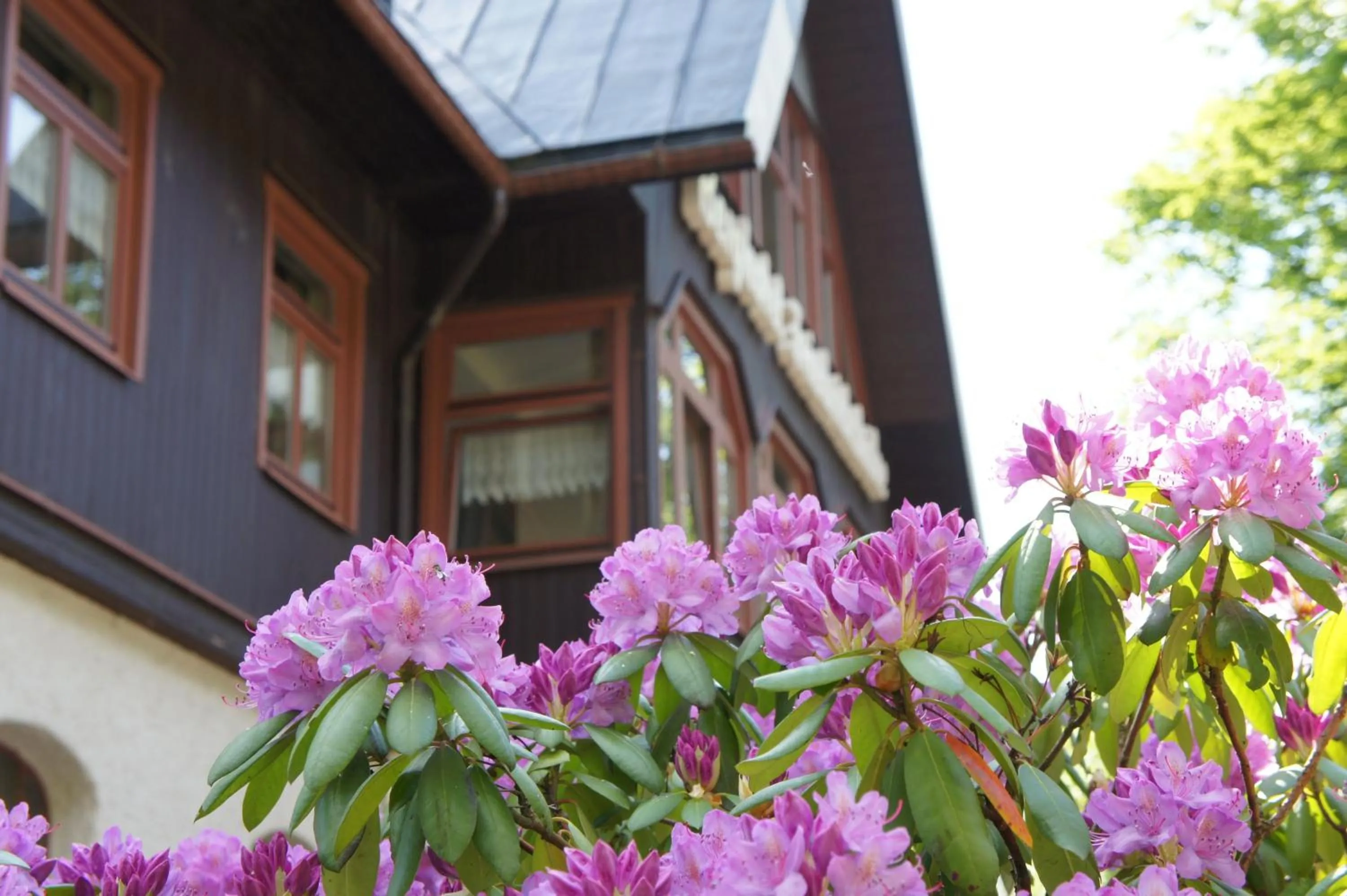 Berghotel Friedrichshöhe - Sauna, Pool & Natur