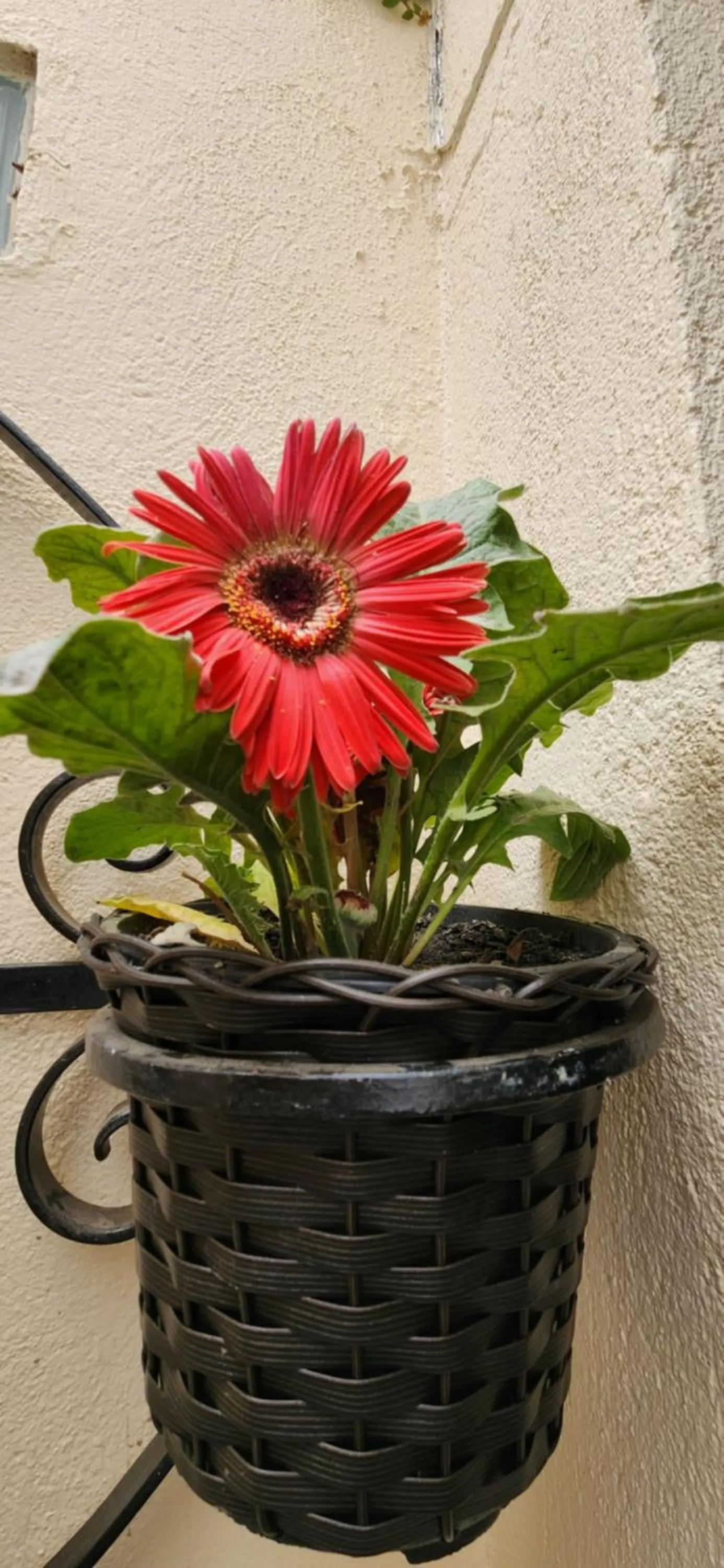 Day in Pousada Araucária