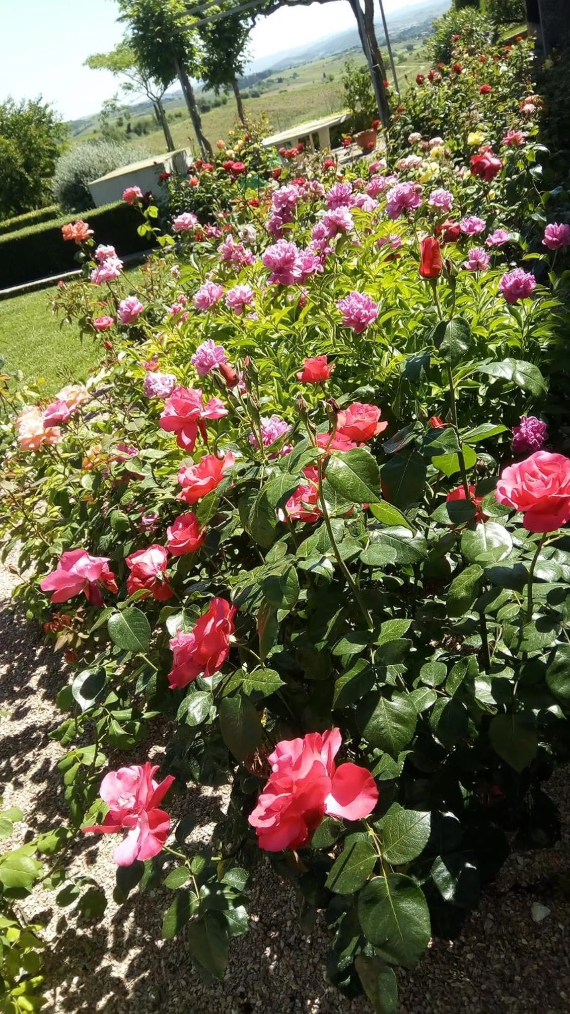 Garden in La Vigneronne