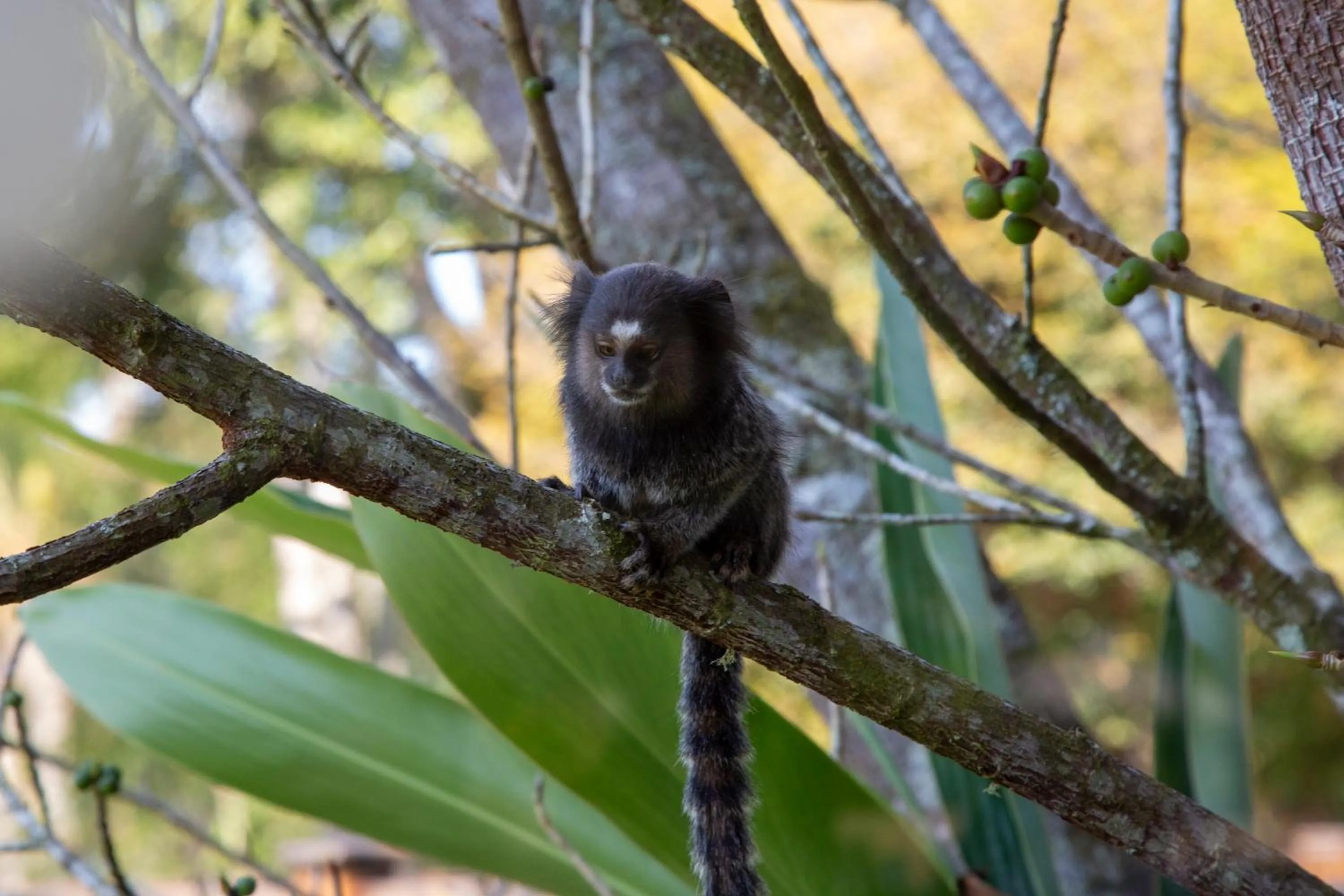 Animals in Hotel Fazenda Morros Verdes Ecolodge