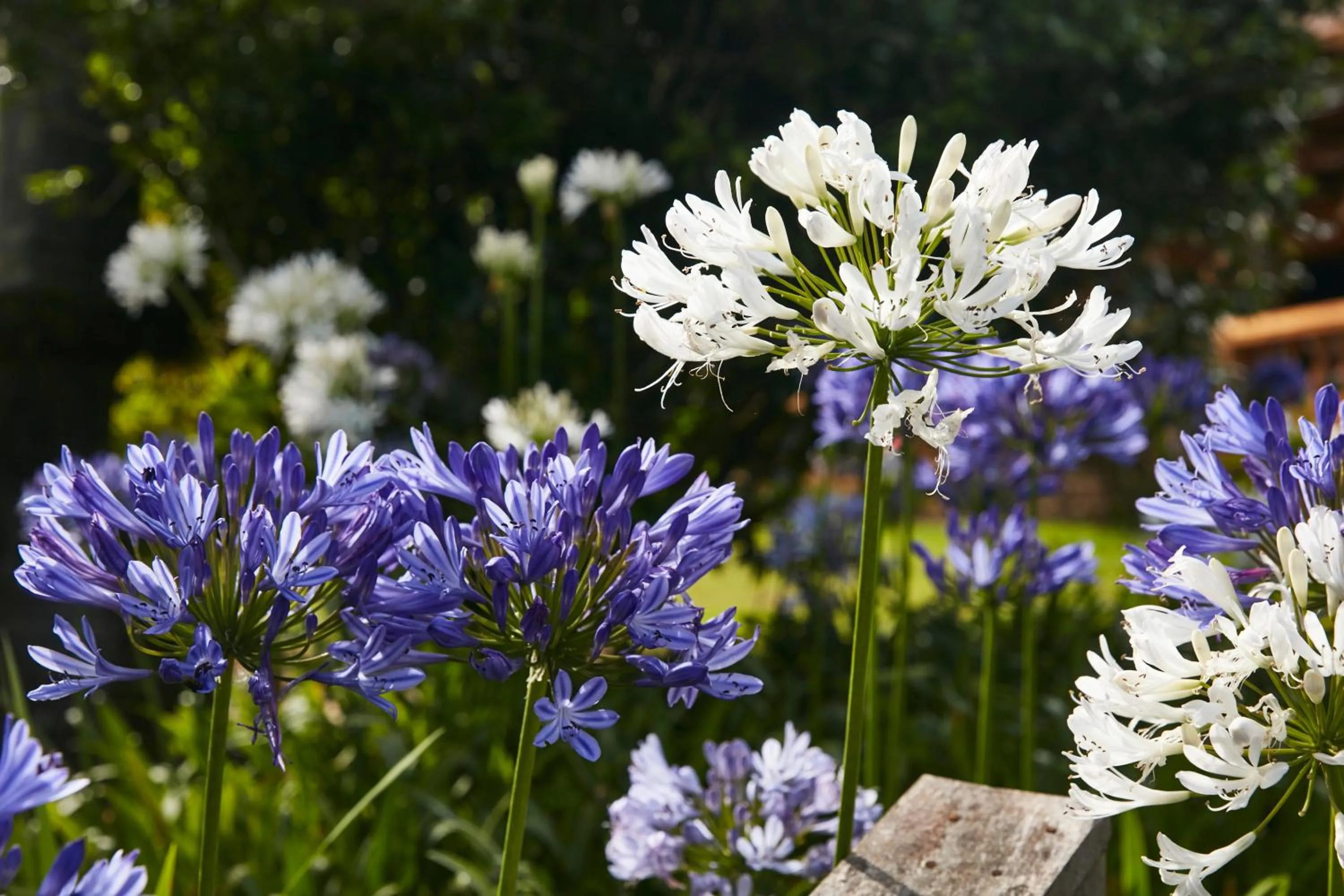 Spring in Hotel Fazenda Morros Verdes Ecolodge