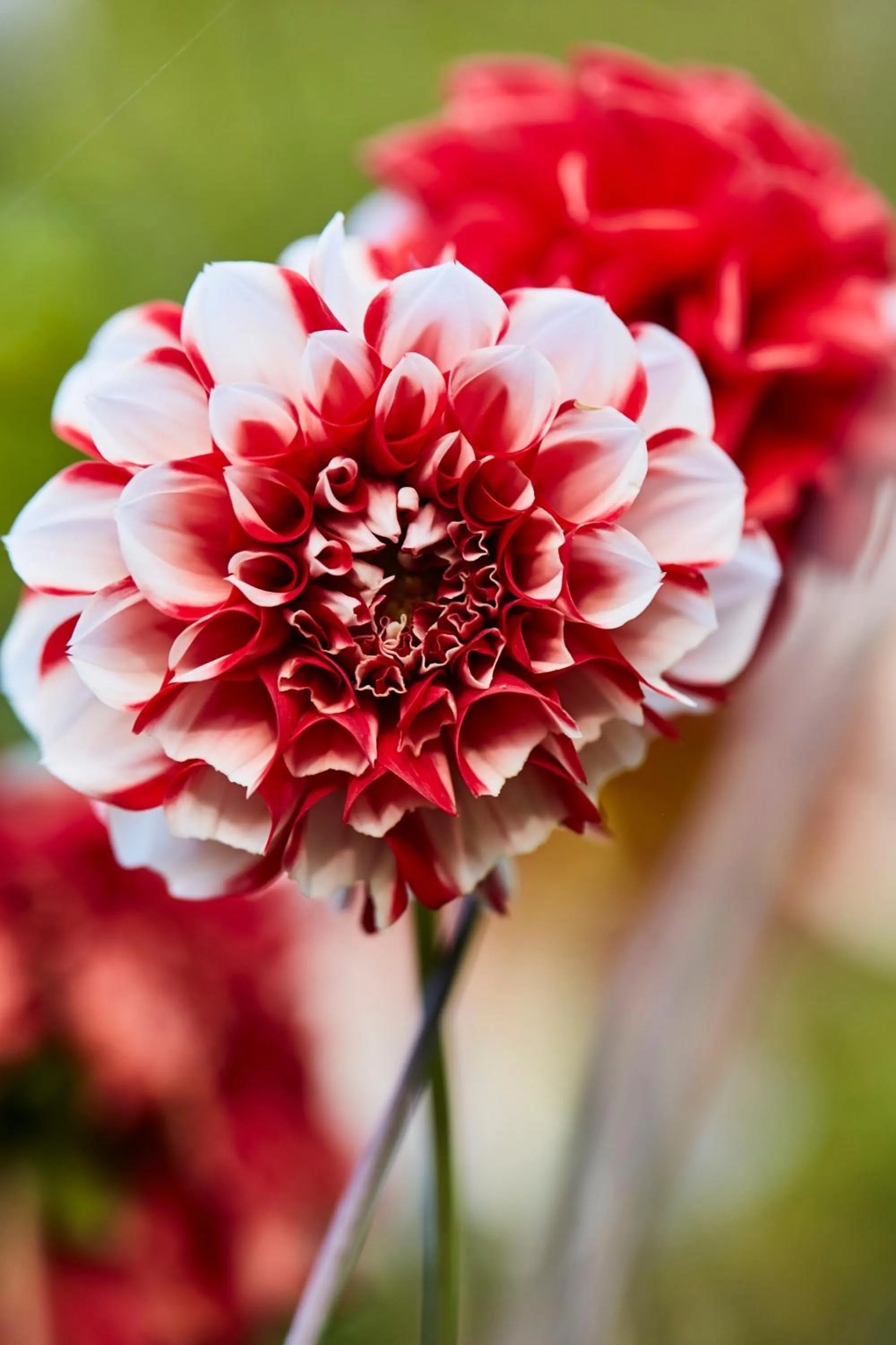 Spring in Hotel Fazenda Morros Verdes Ecolodge