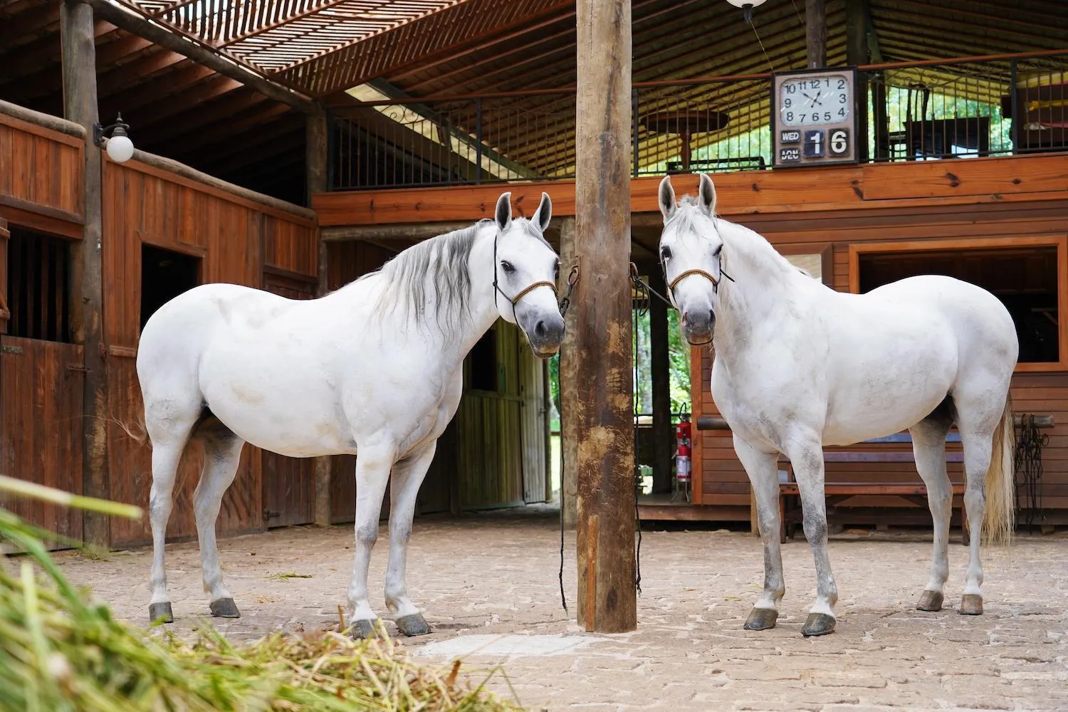 Horse-riding in Hotel Fazenda Morros Verdes Ecolodge