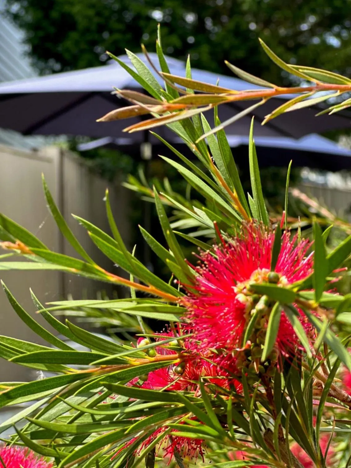 Balcony/Terrace in The Q Hotel