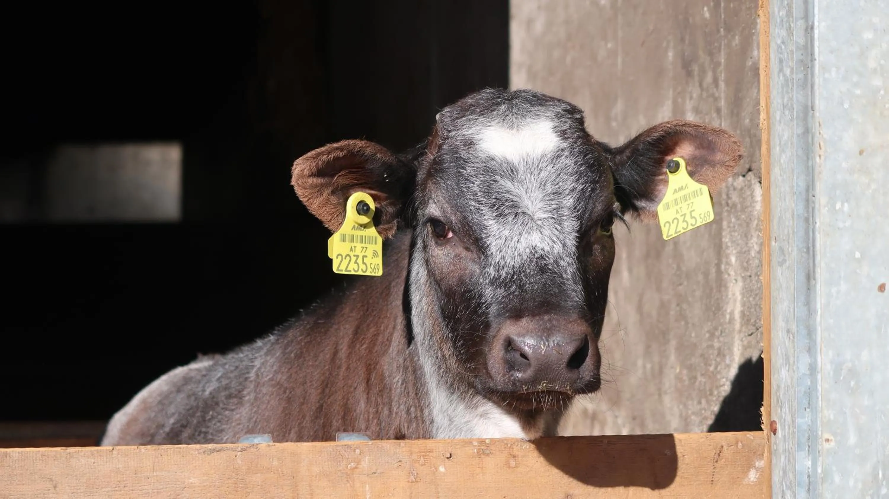 Animals in Hotel Garni Löwen