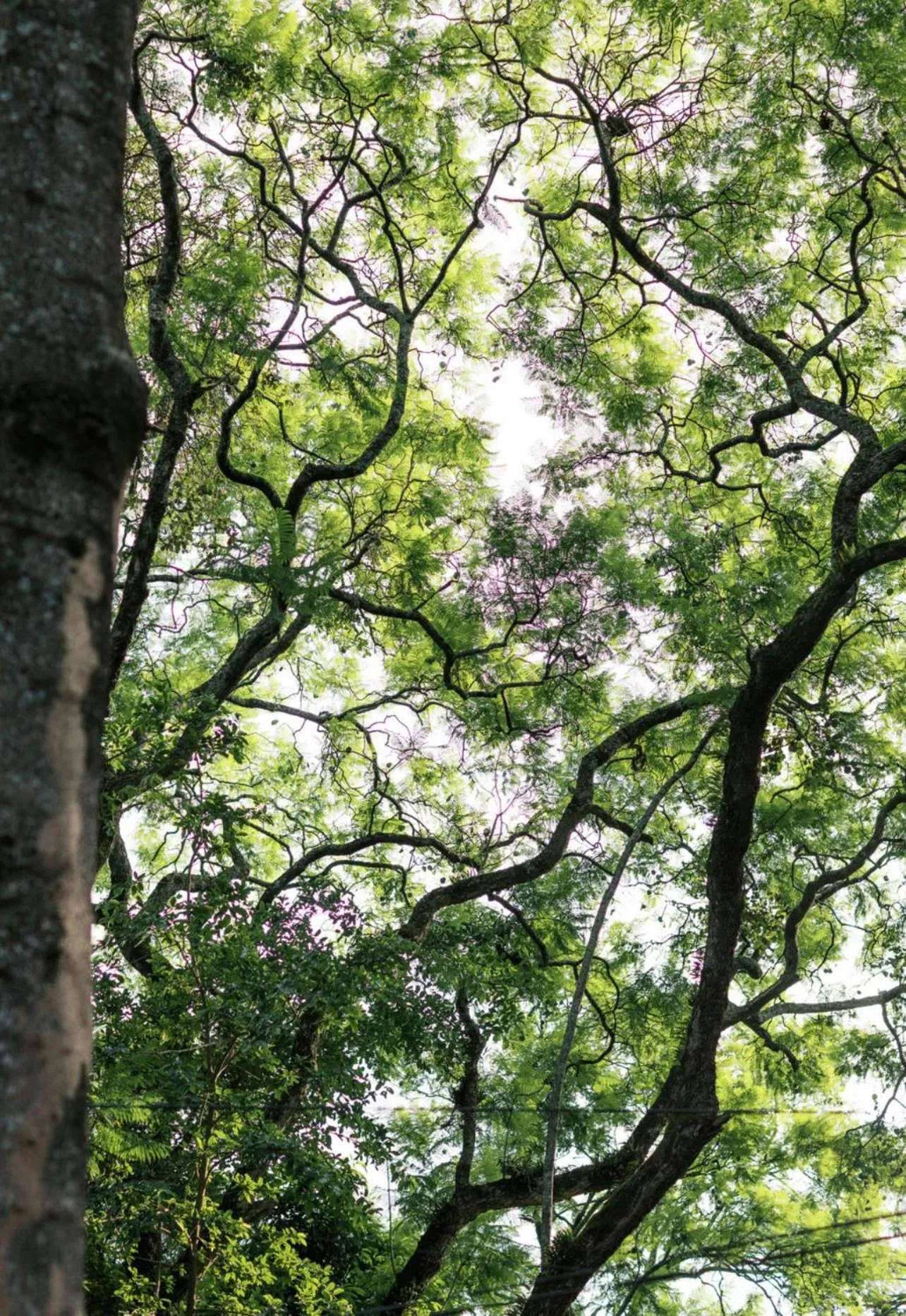 Tulia Retreat Hotel and Spa