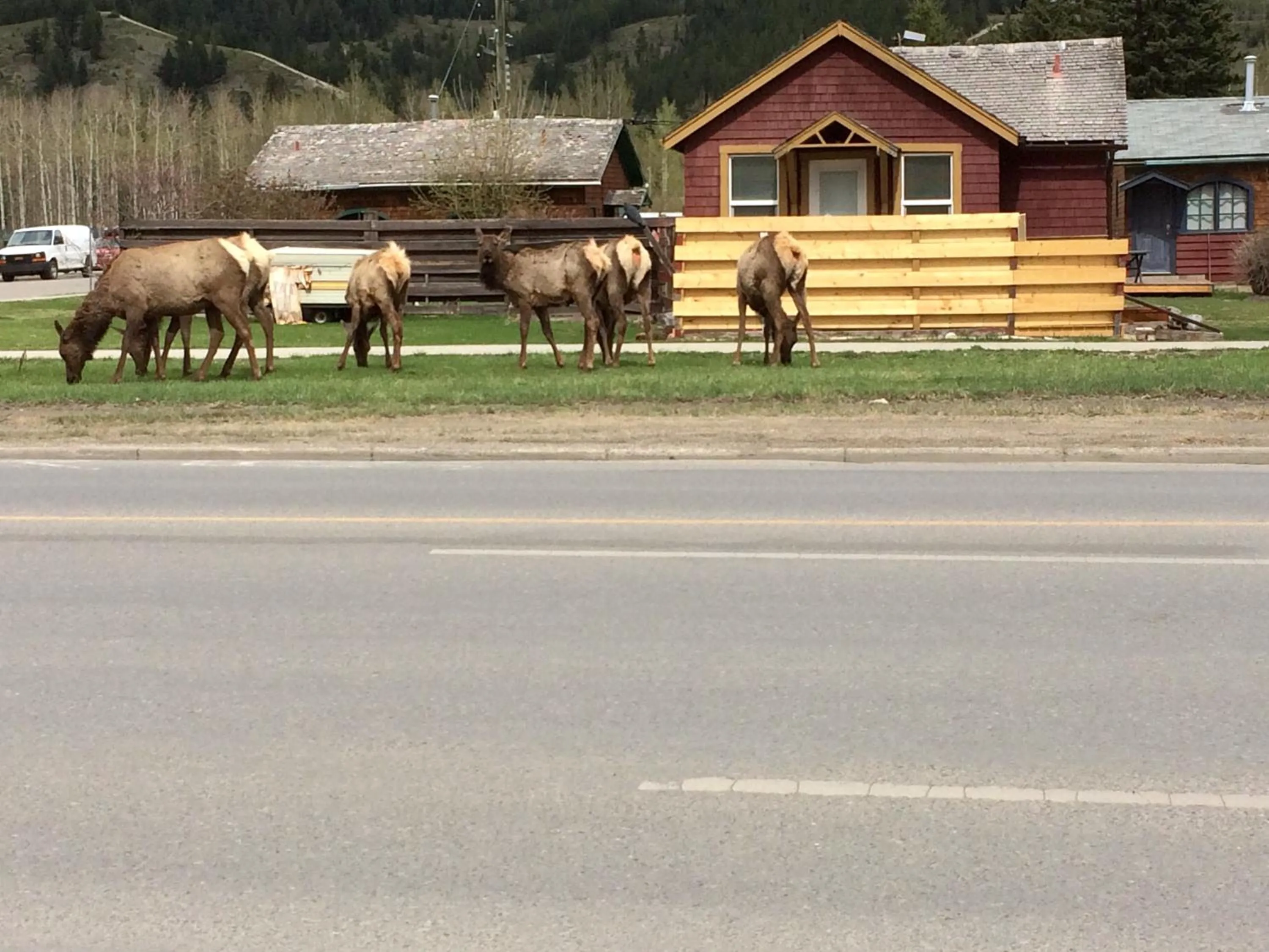 Animals in Apartment 407, Contemporary Decor