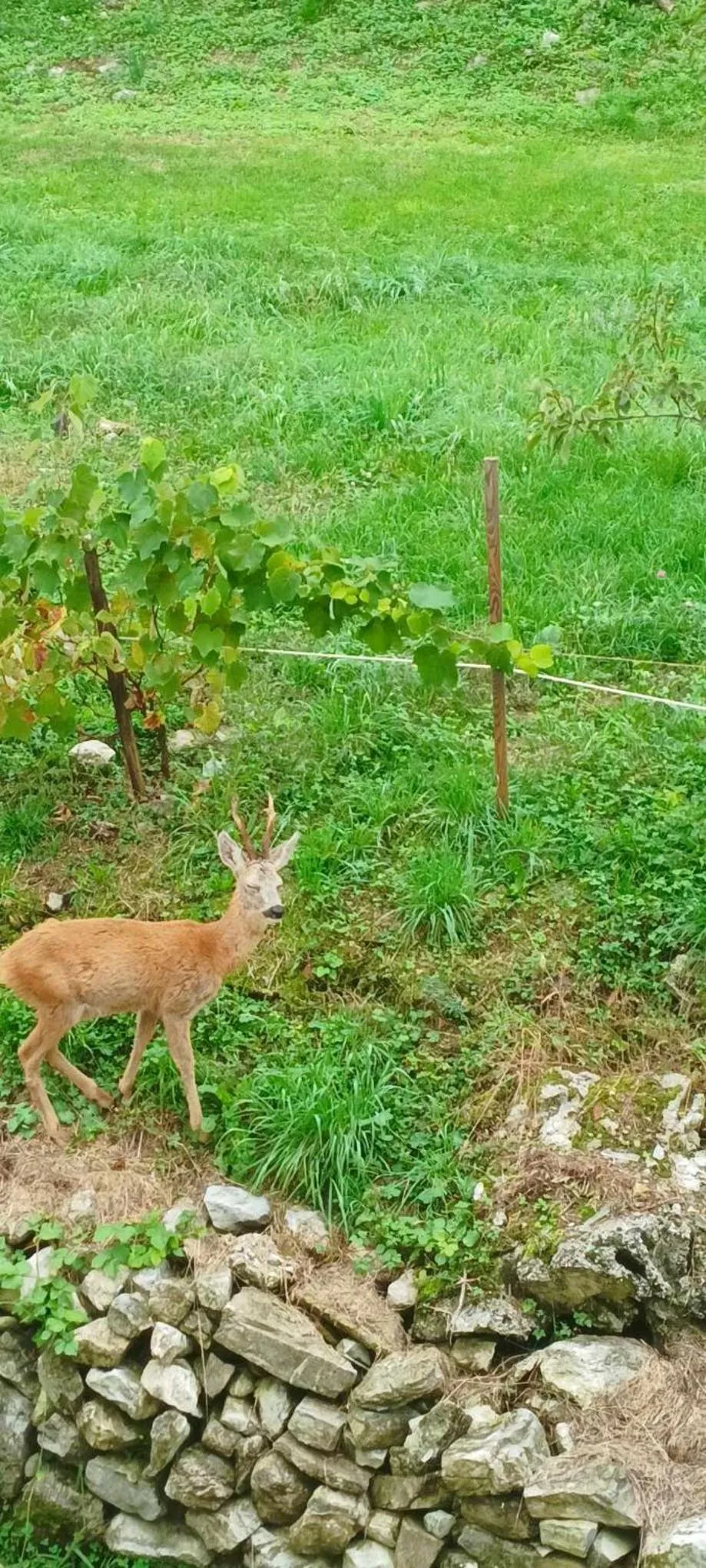 Spring in B&B La Corte del Segrino